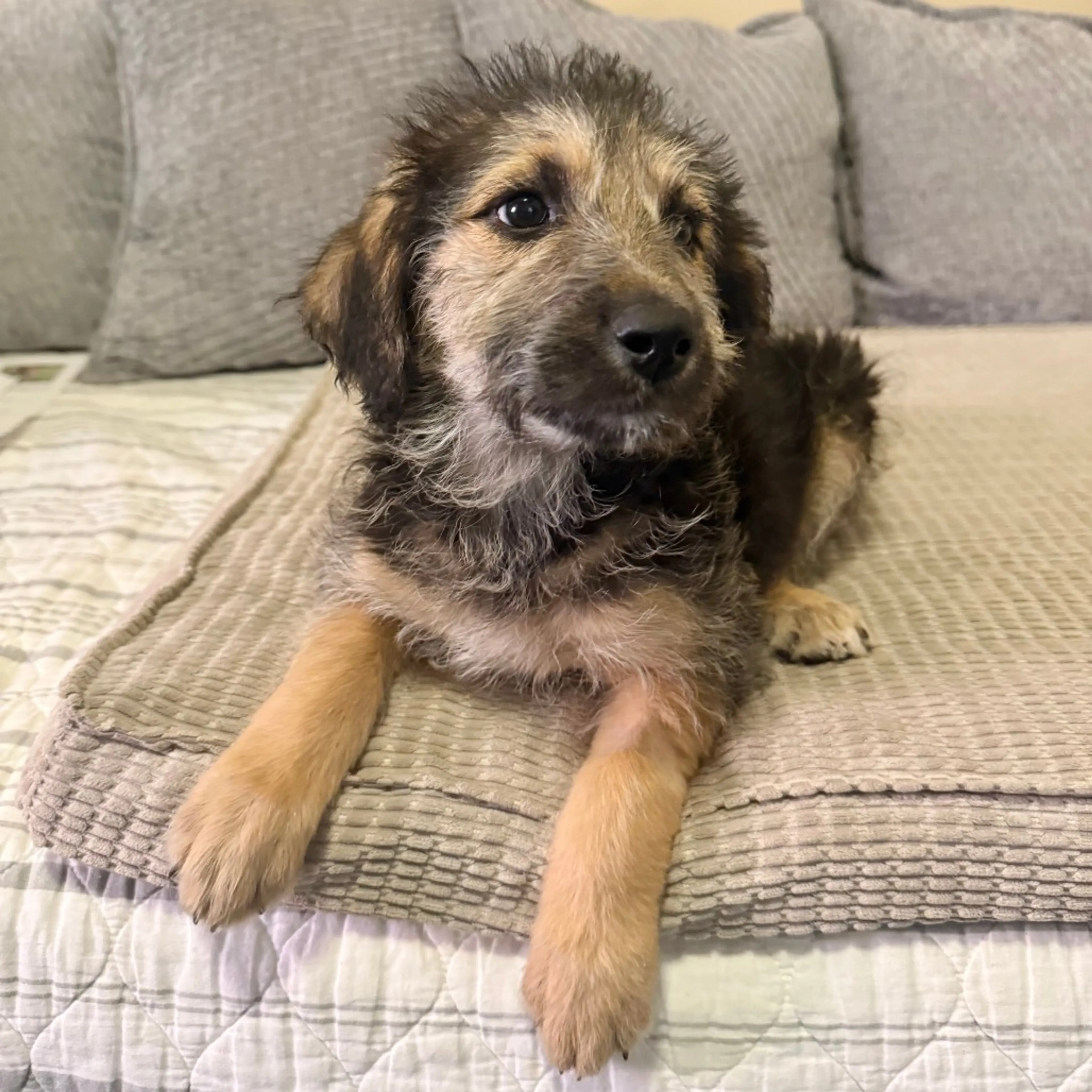 Found pet-1