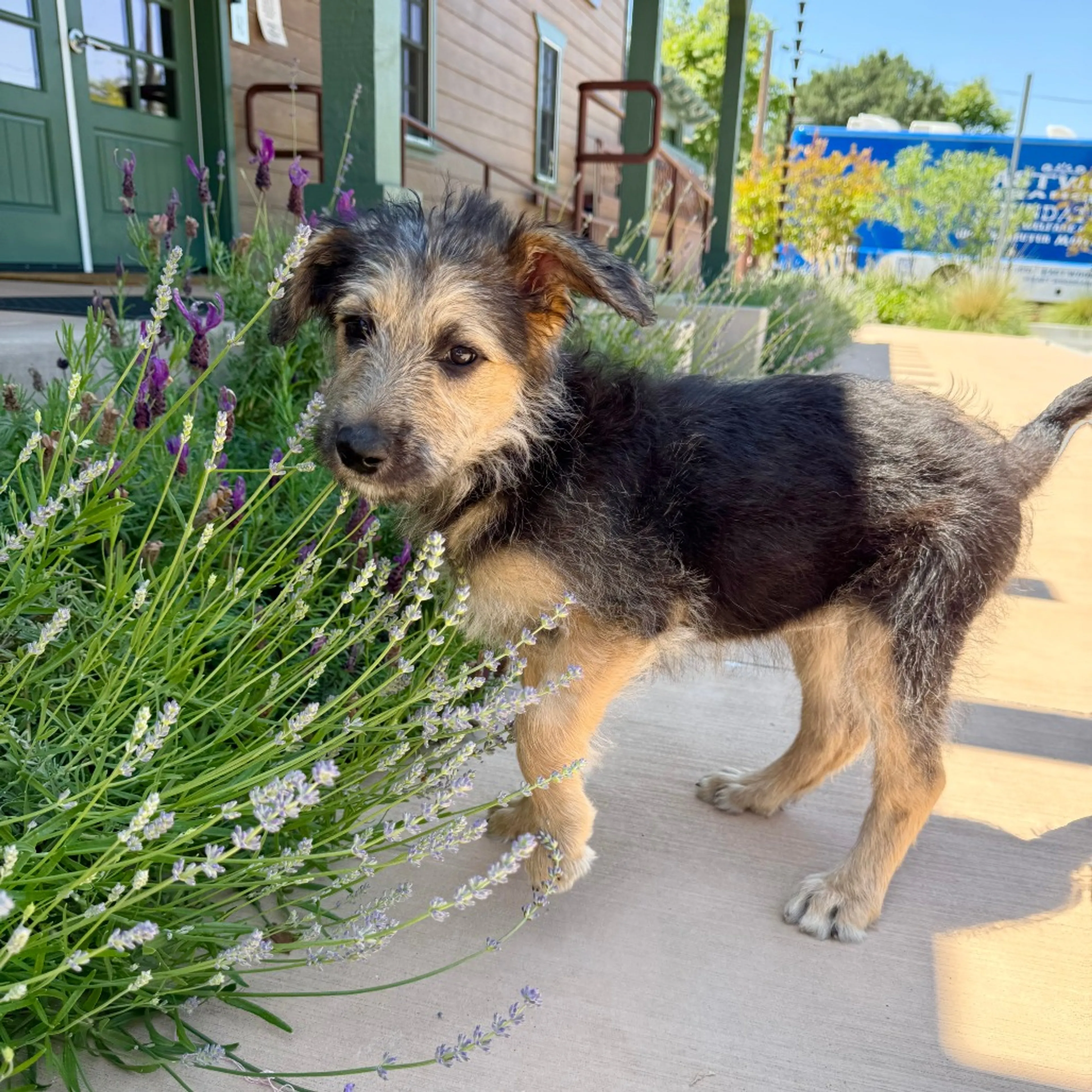 Found pet-5