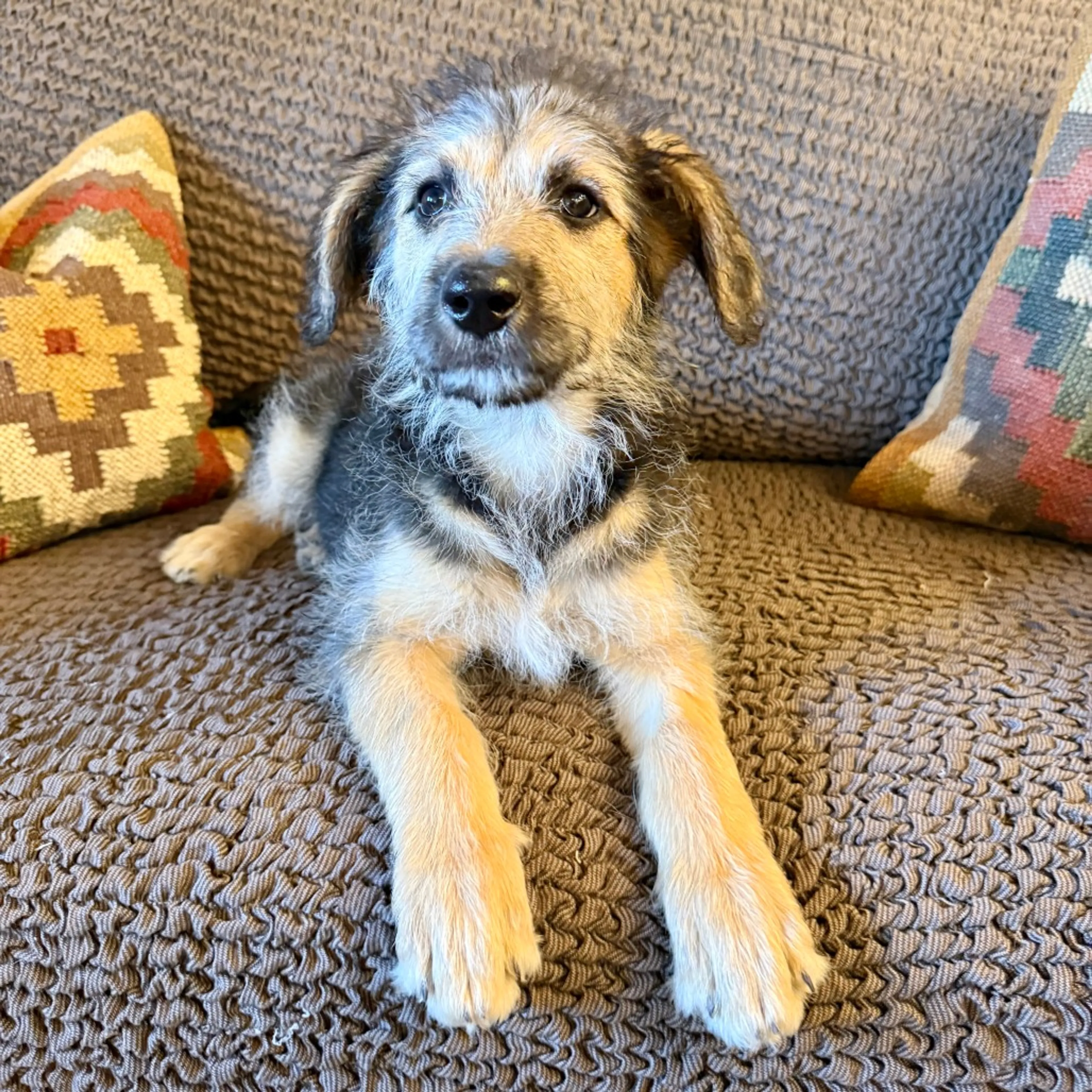 Found pet-4