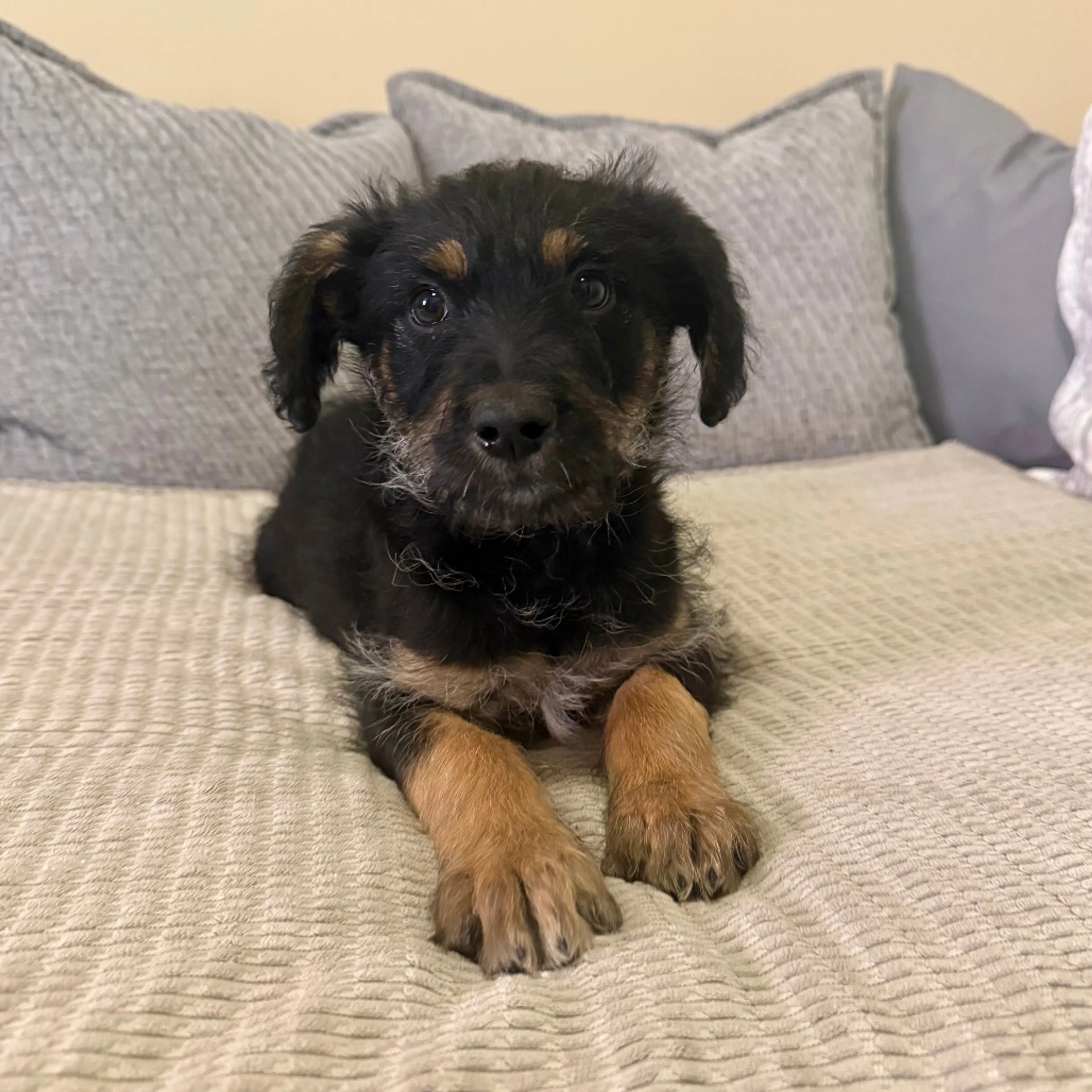 Found pet-2