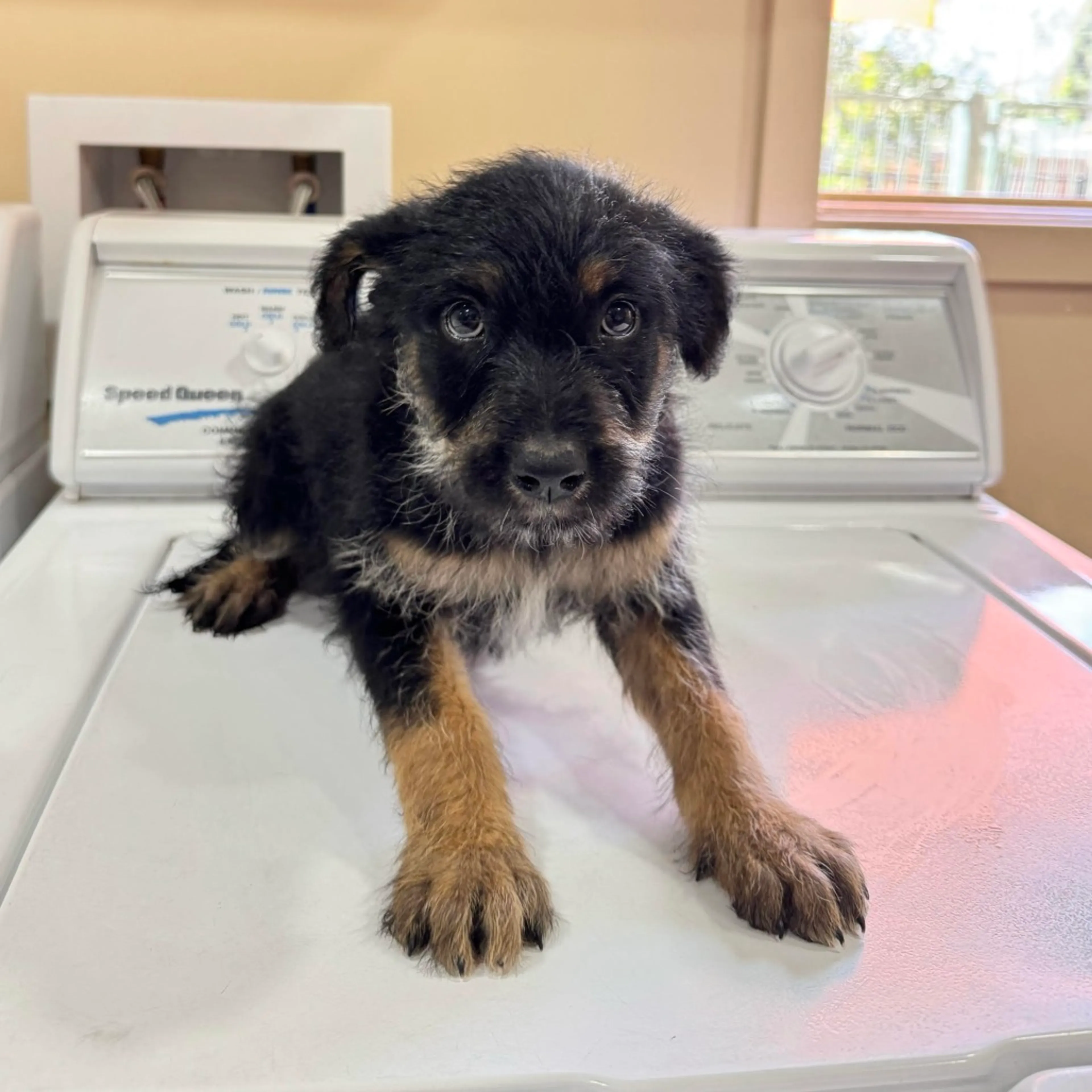 Found pet-1
