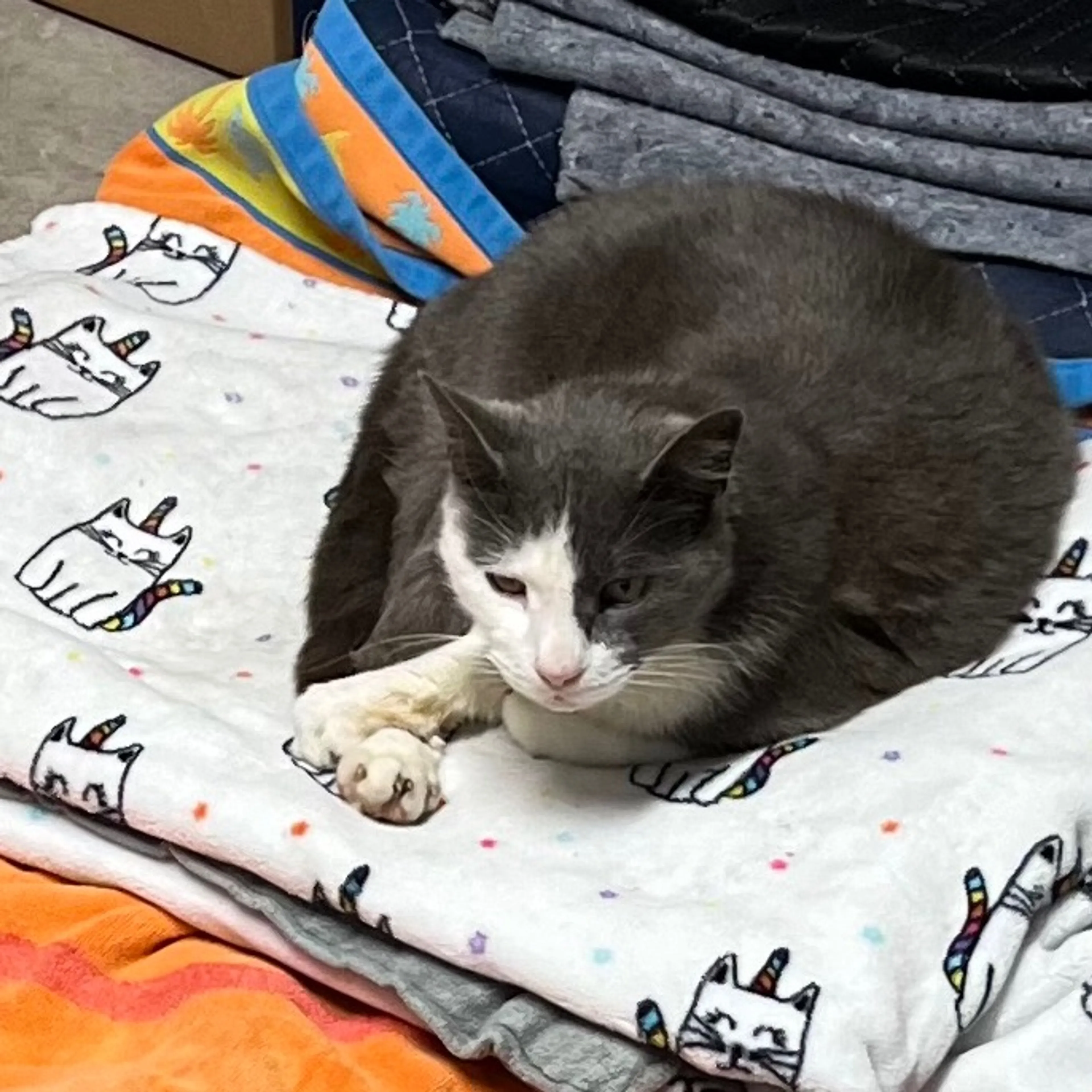 Found pet-0
