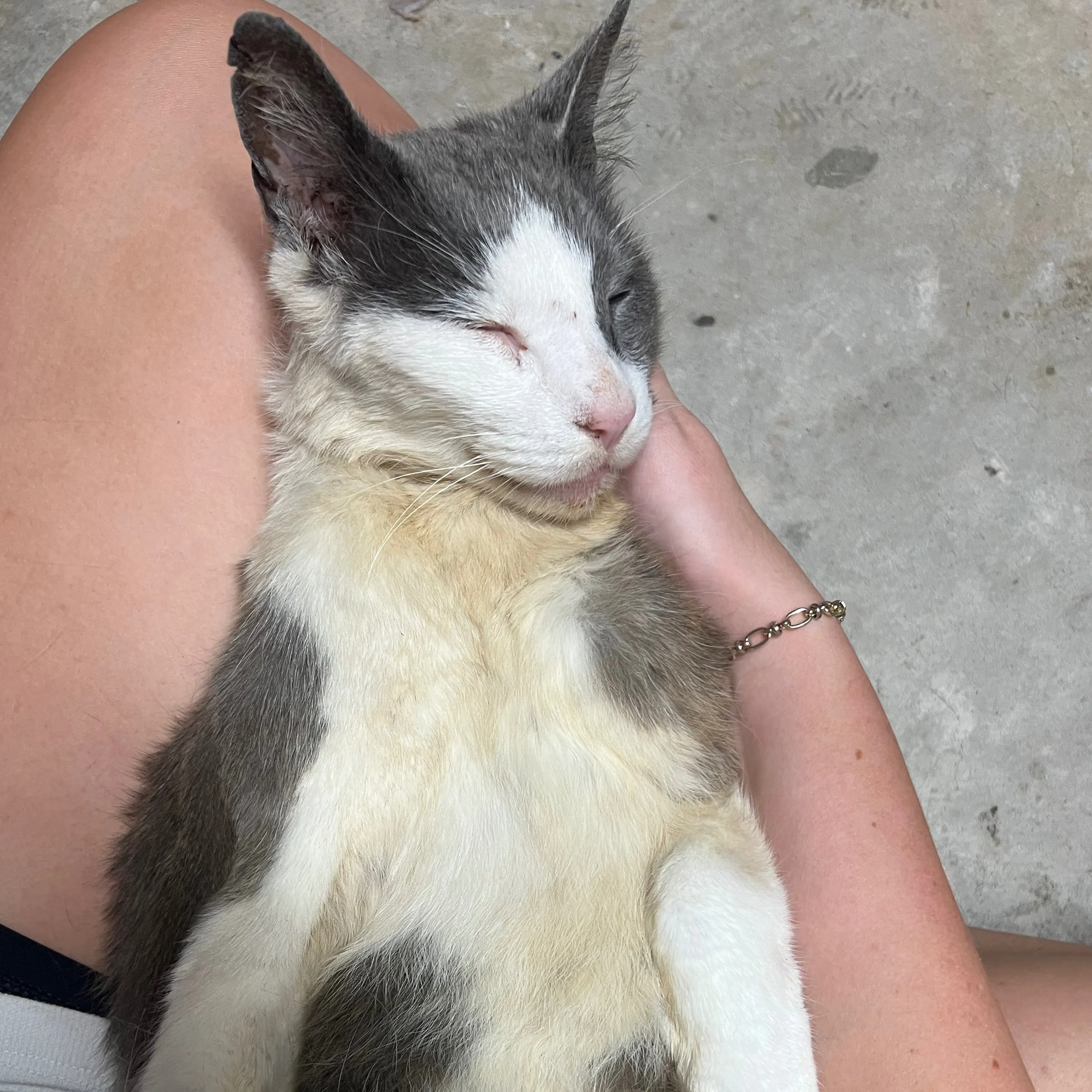 Found pet-1