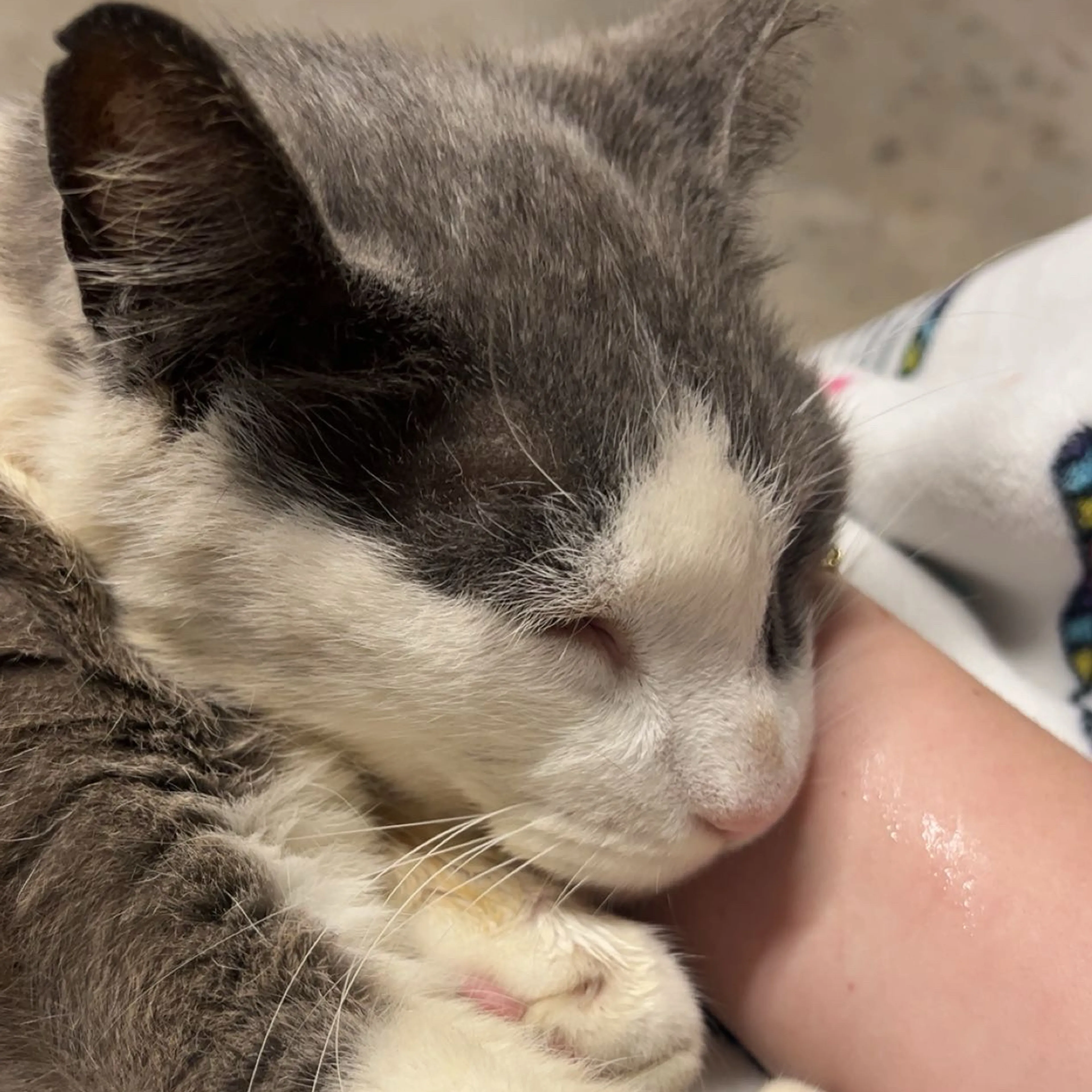 Found pet-2