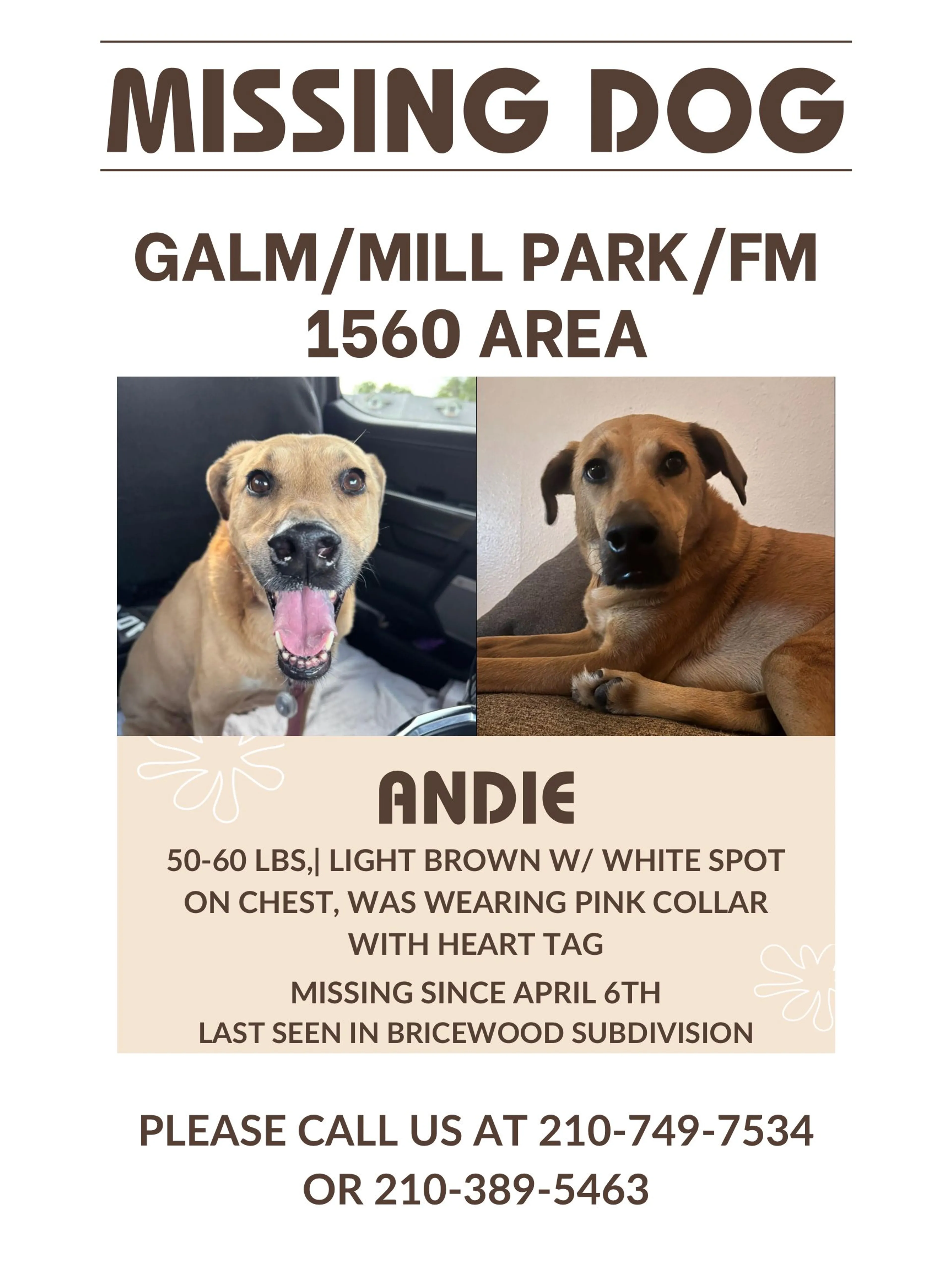 Lost pet