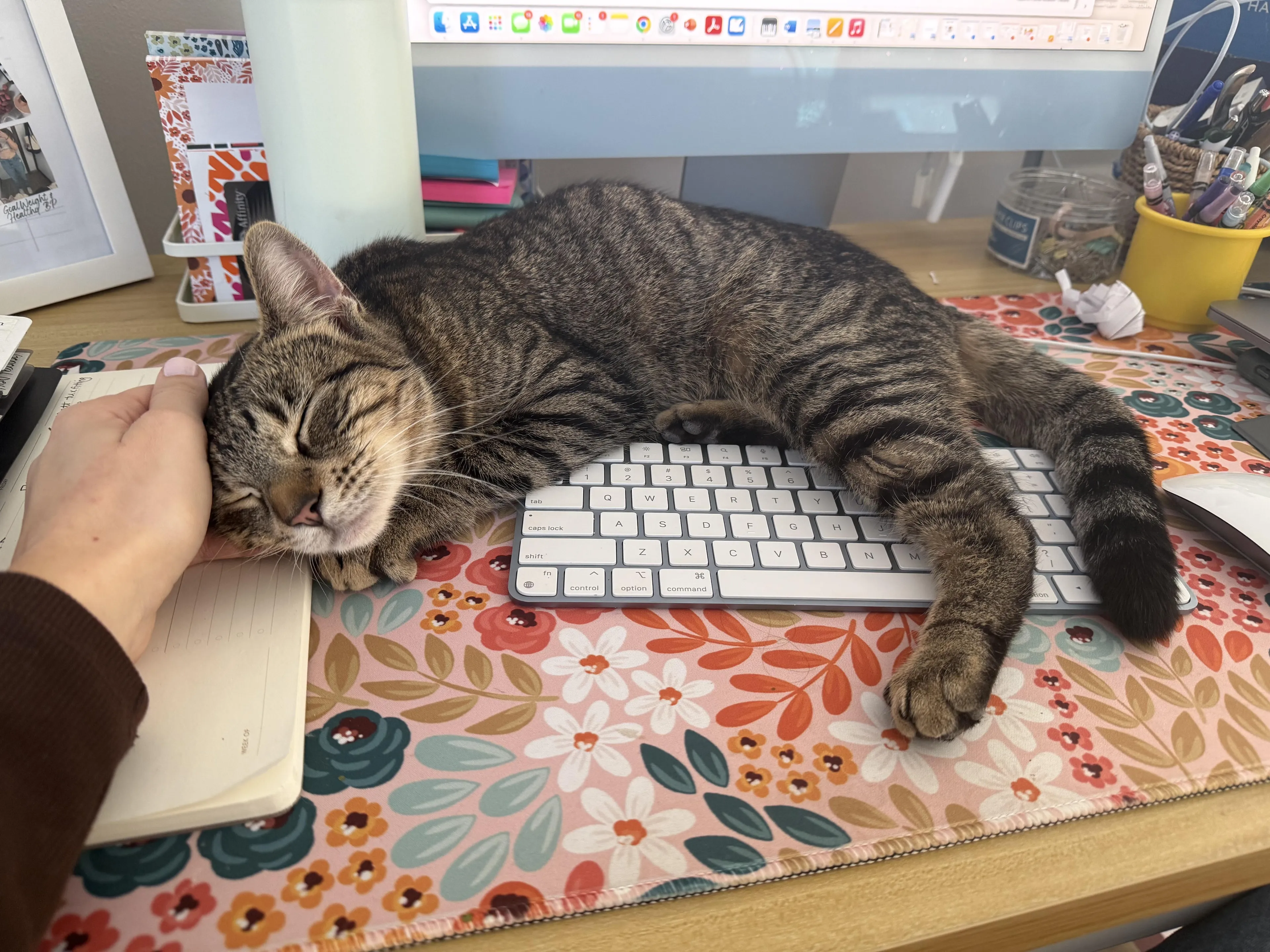Found pet-2