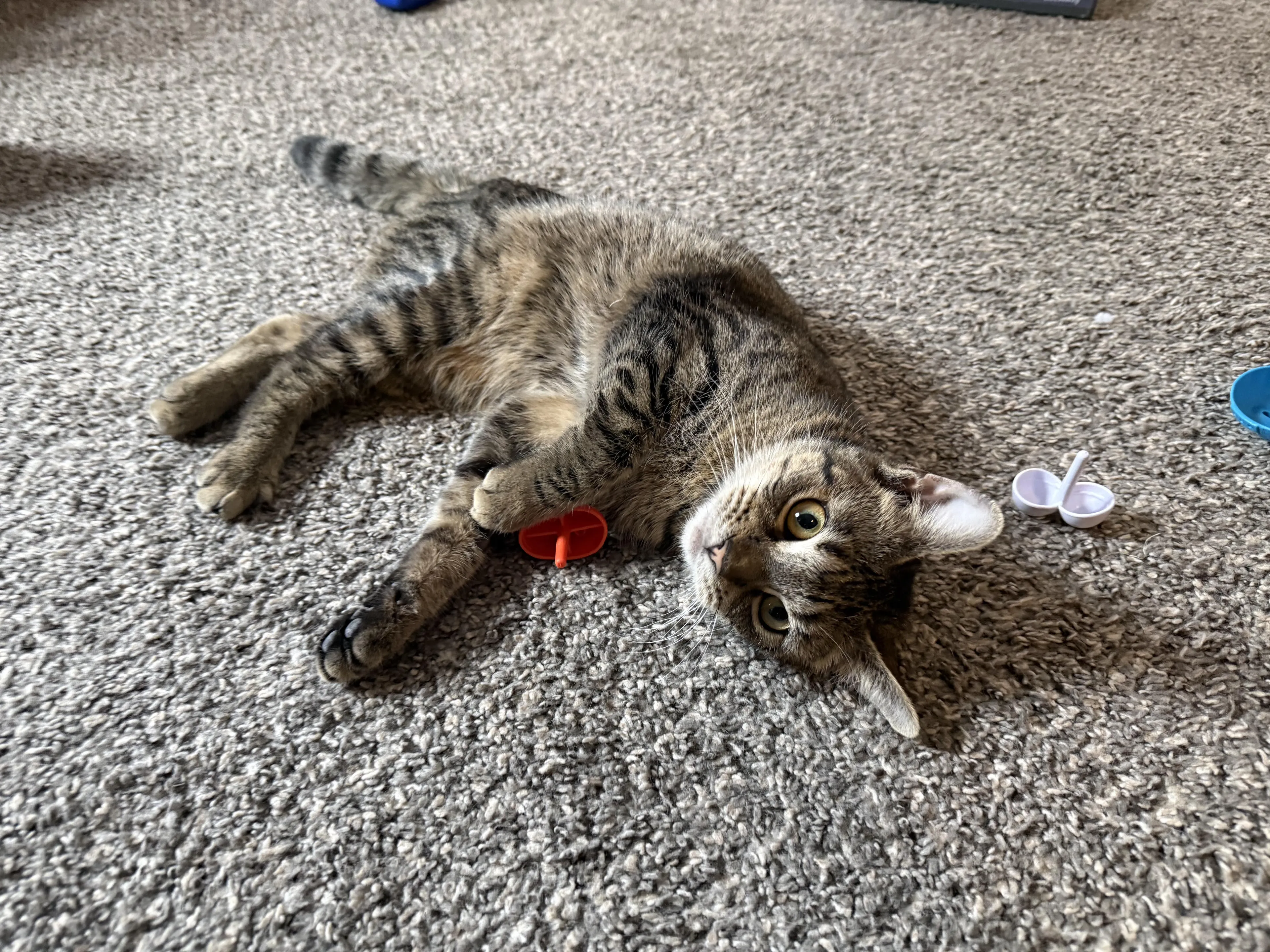 Found pet-5