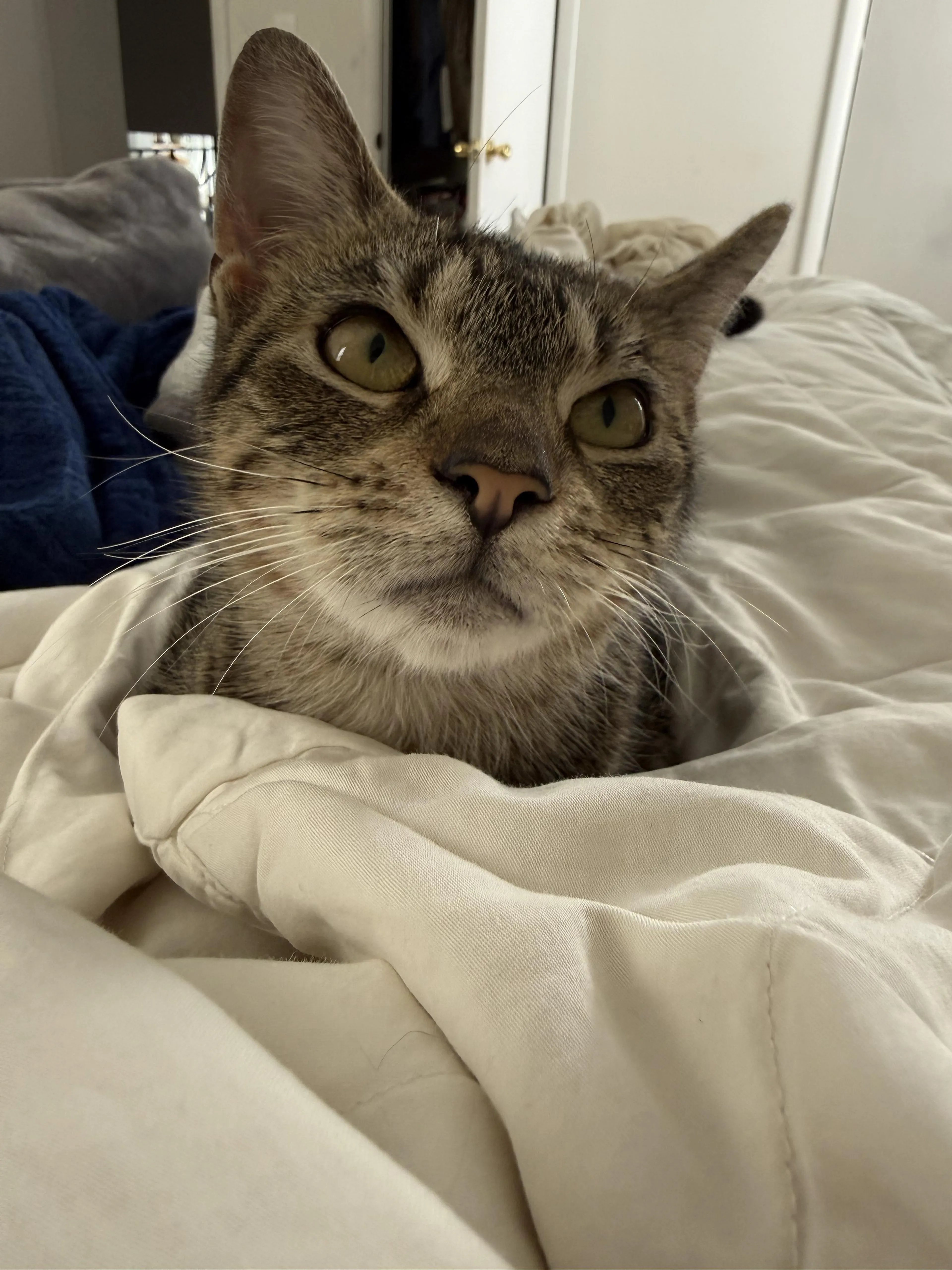 Found pet-1