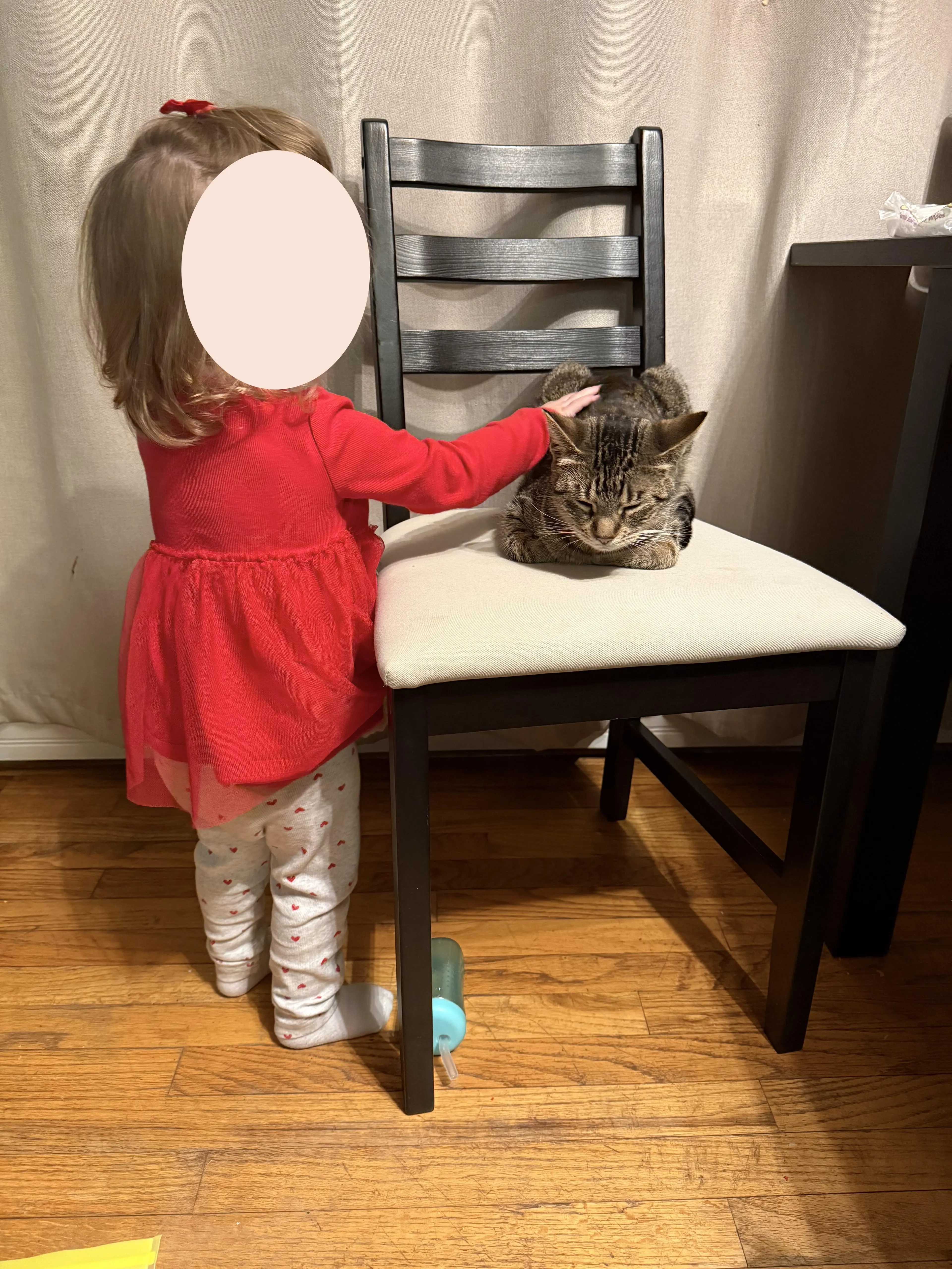 Found pet-3