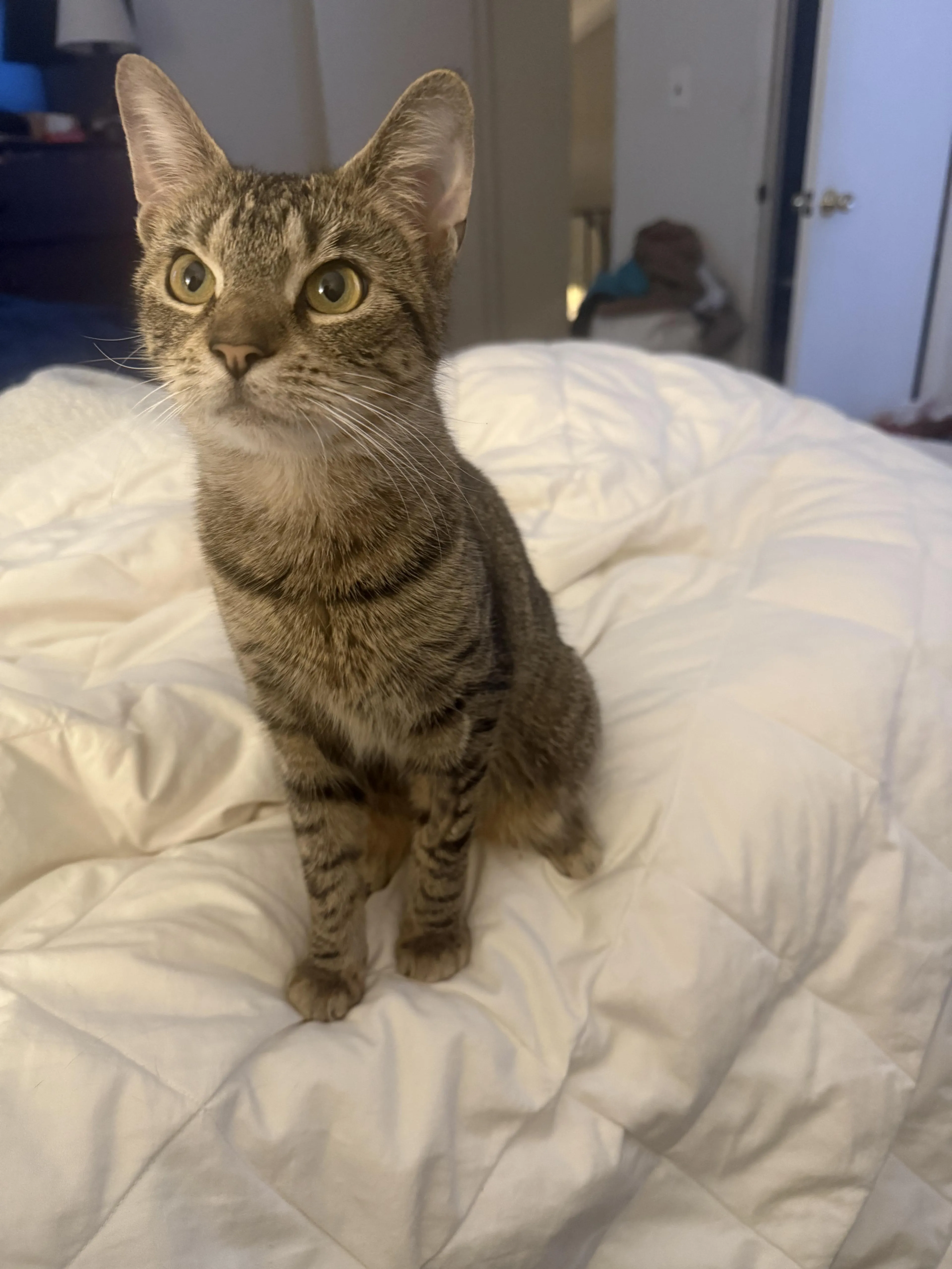 Found pet-4