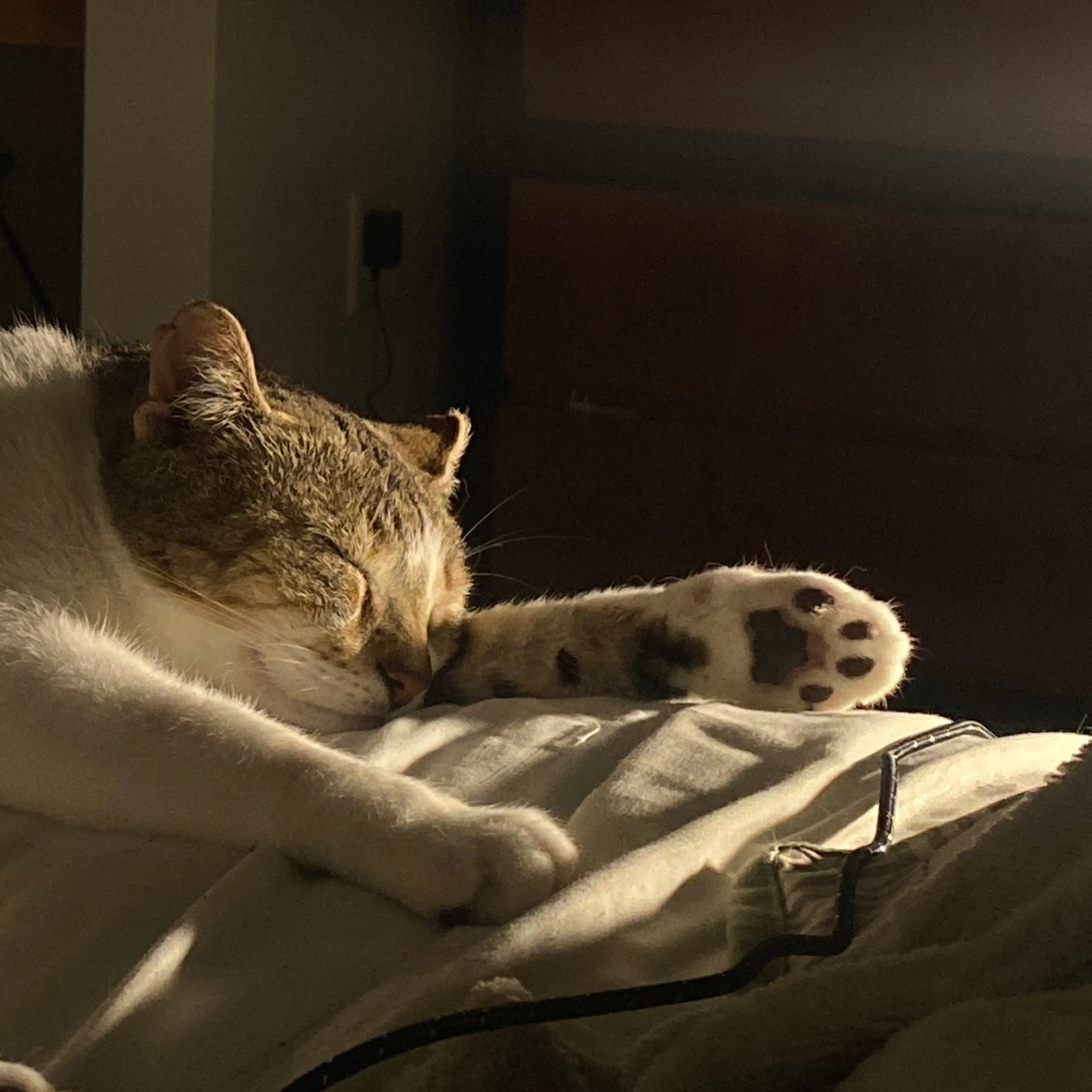 Lost pet-3