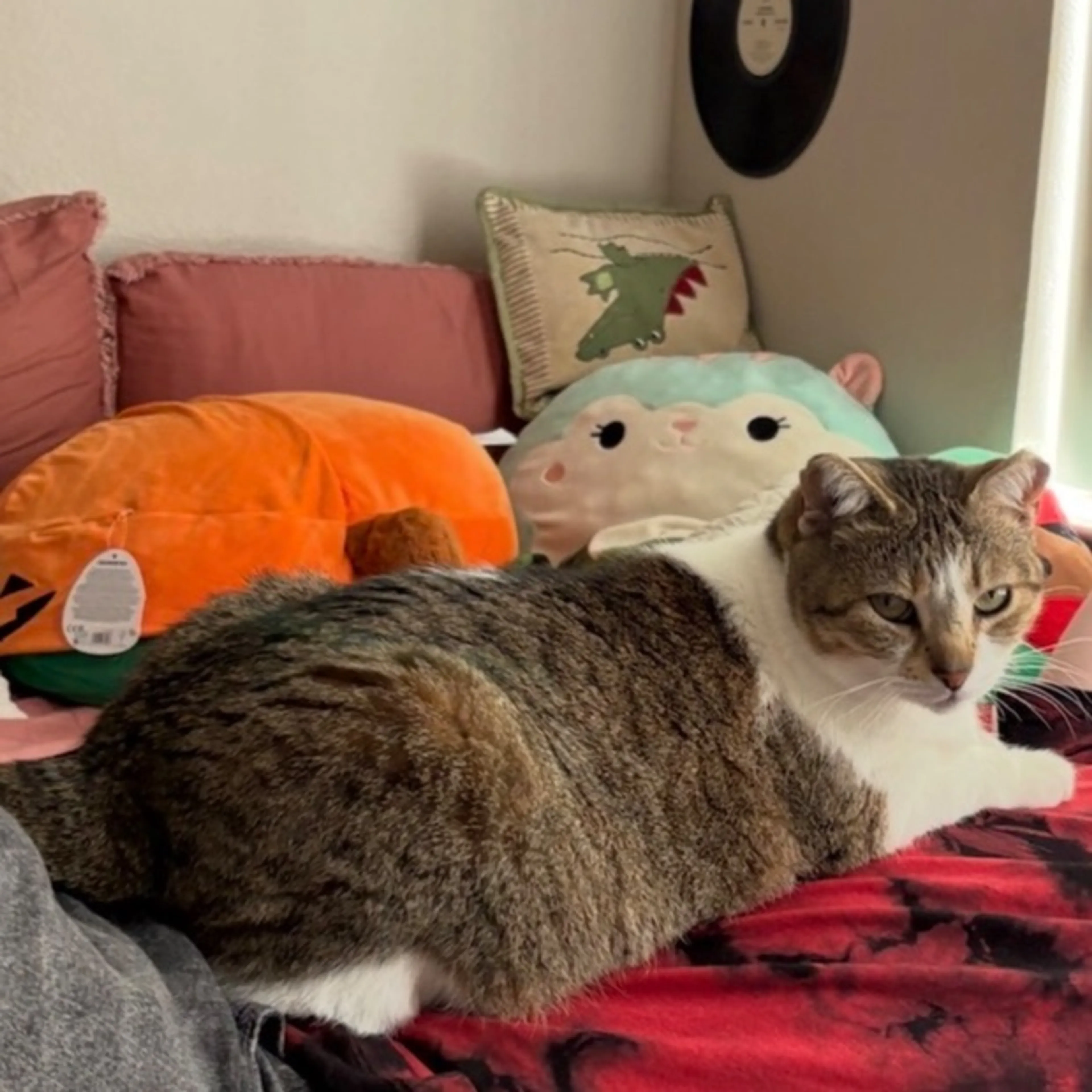 Lost pet-0