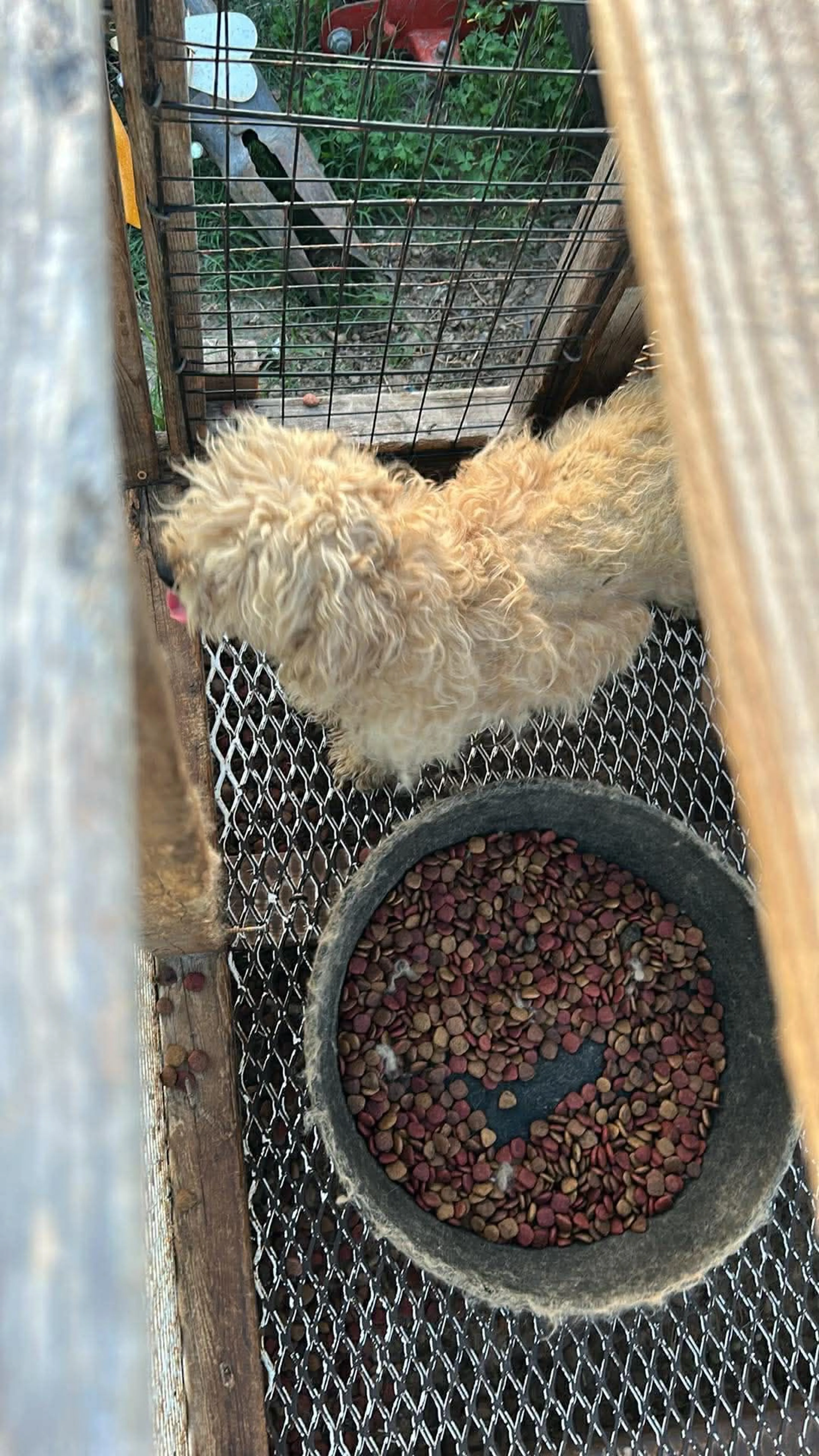 Lost pet