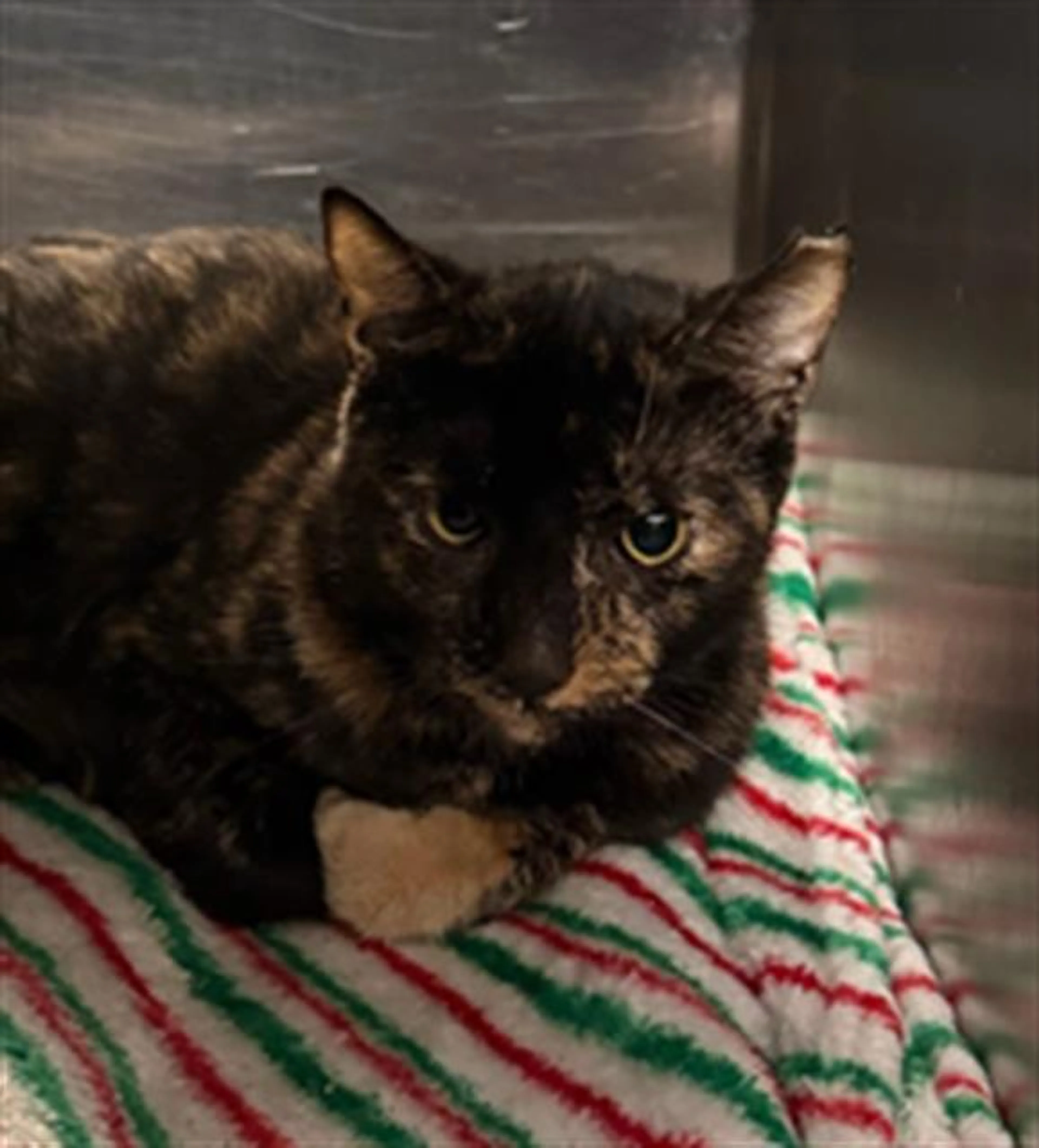 Found pet