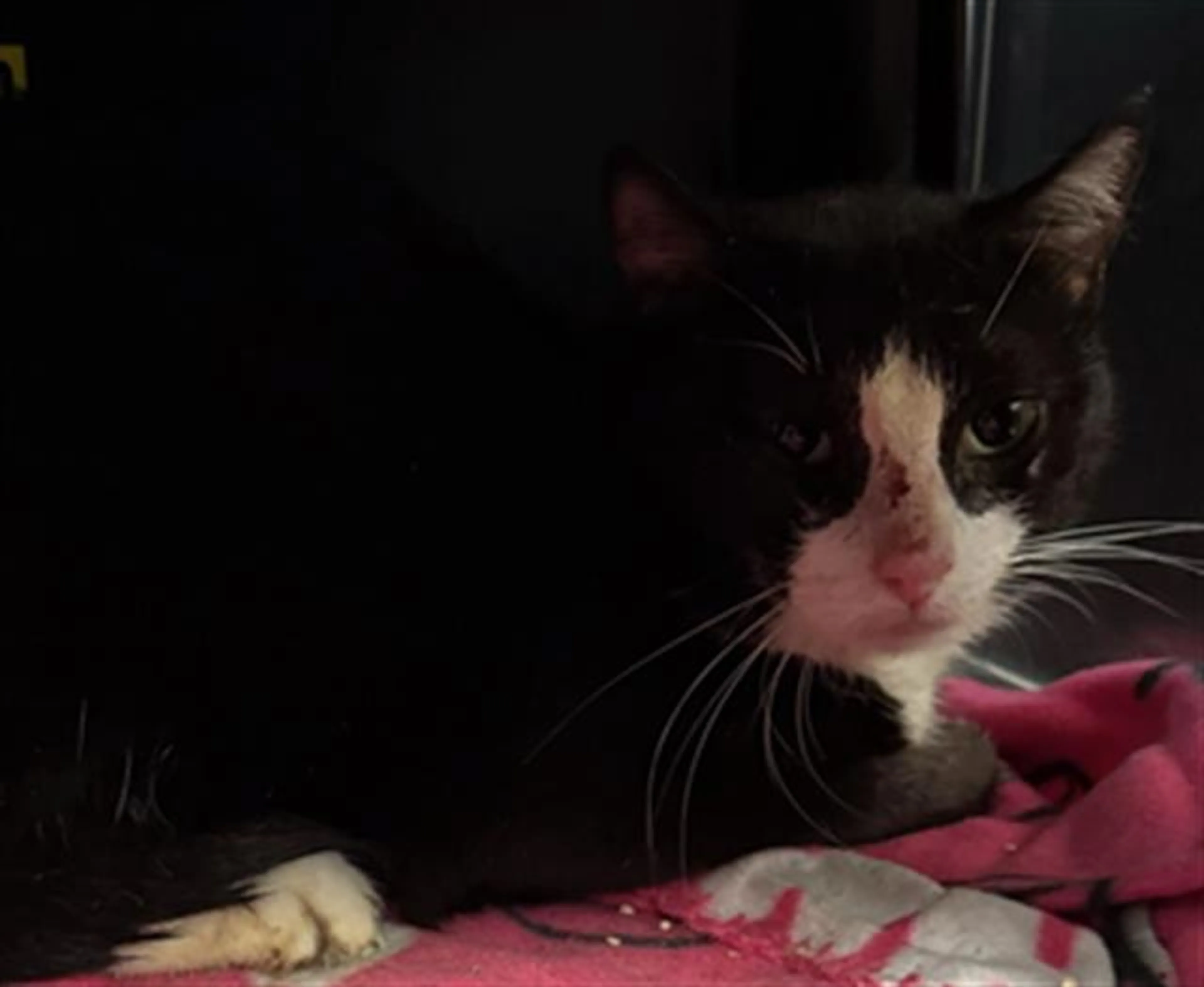 Found pet