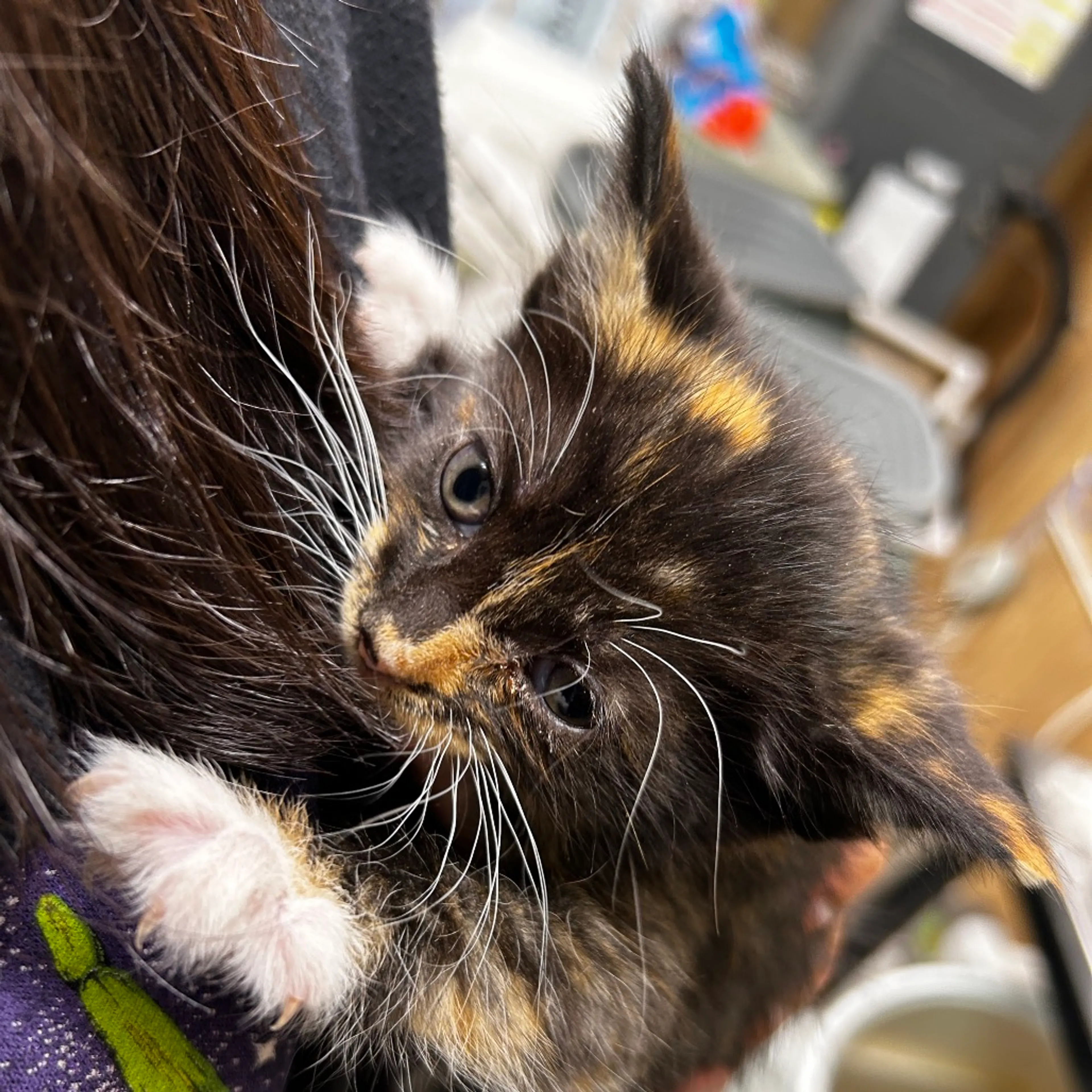 Found pet