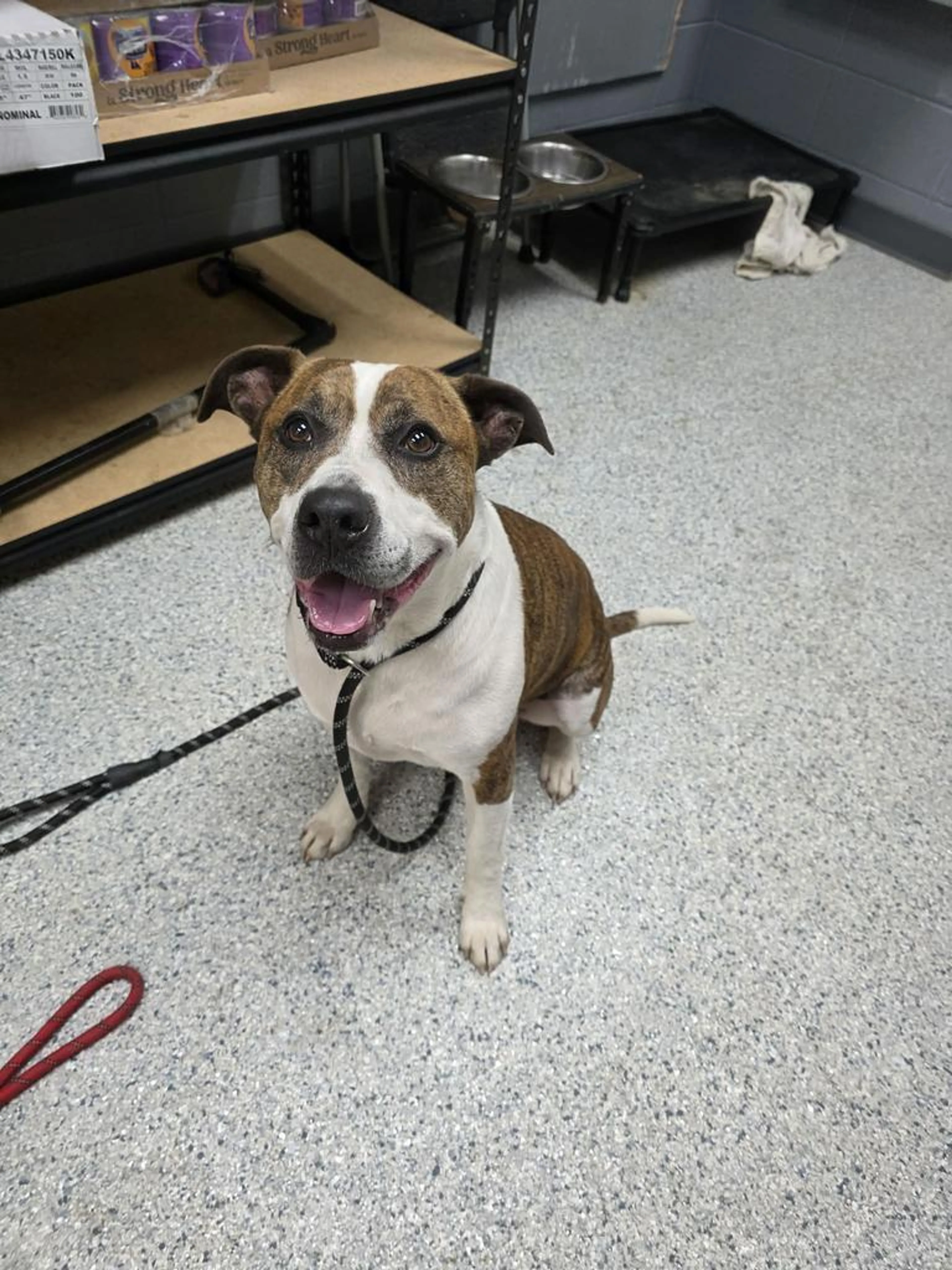 Found pet-1