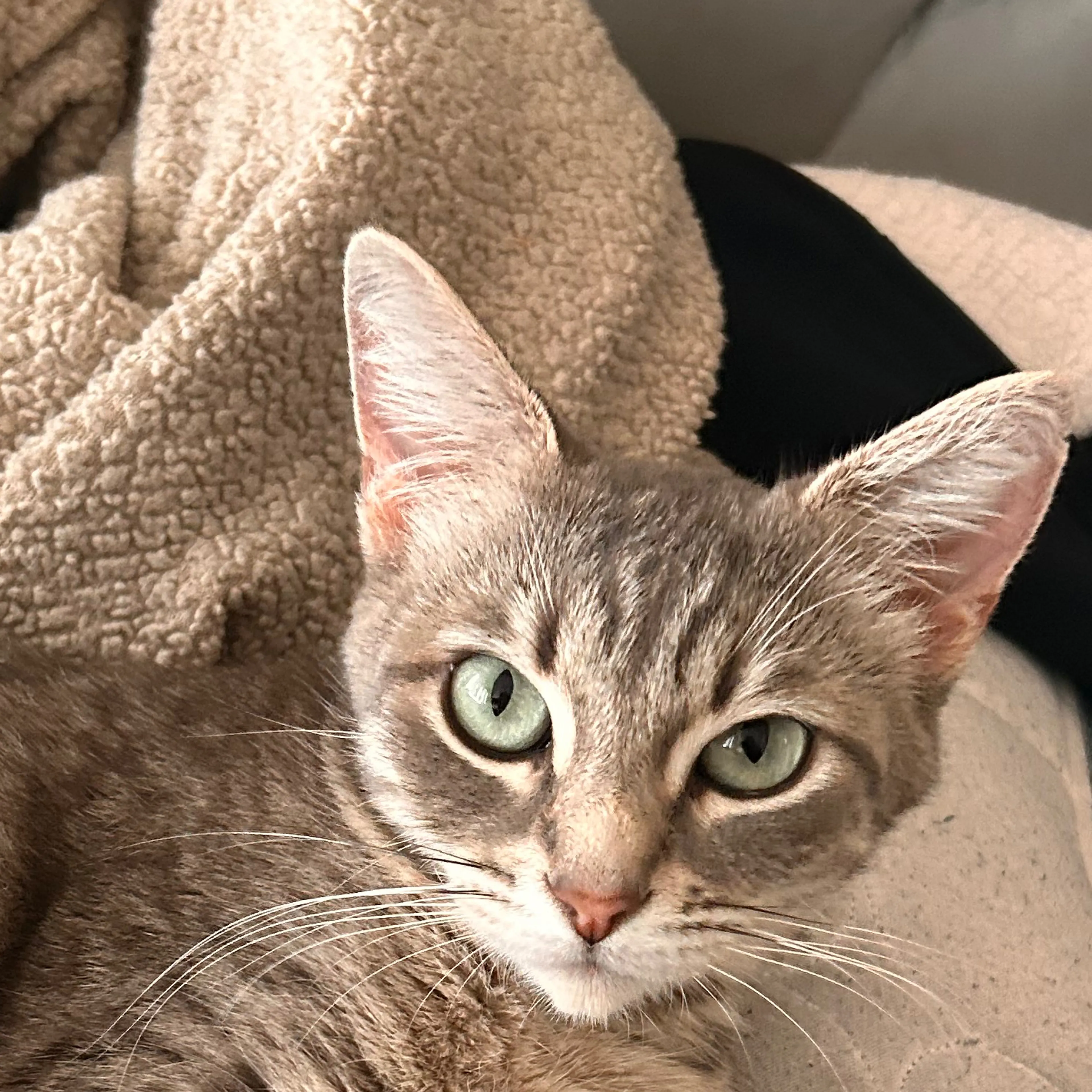 Lost pet-1