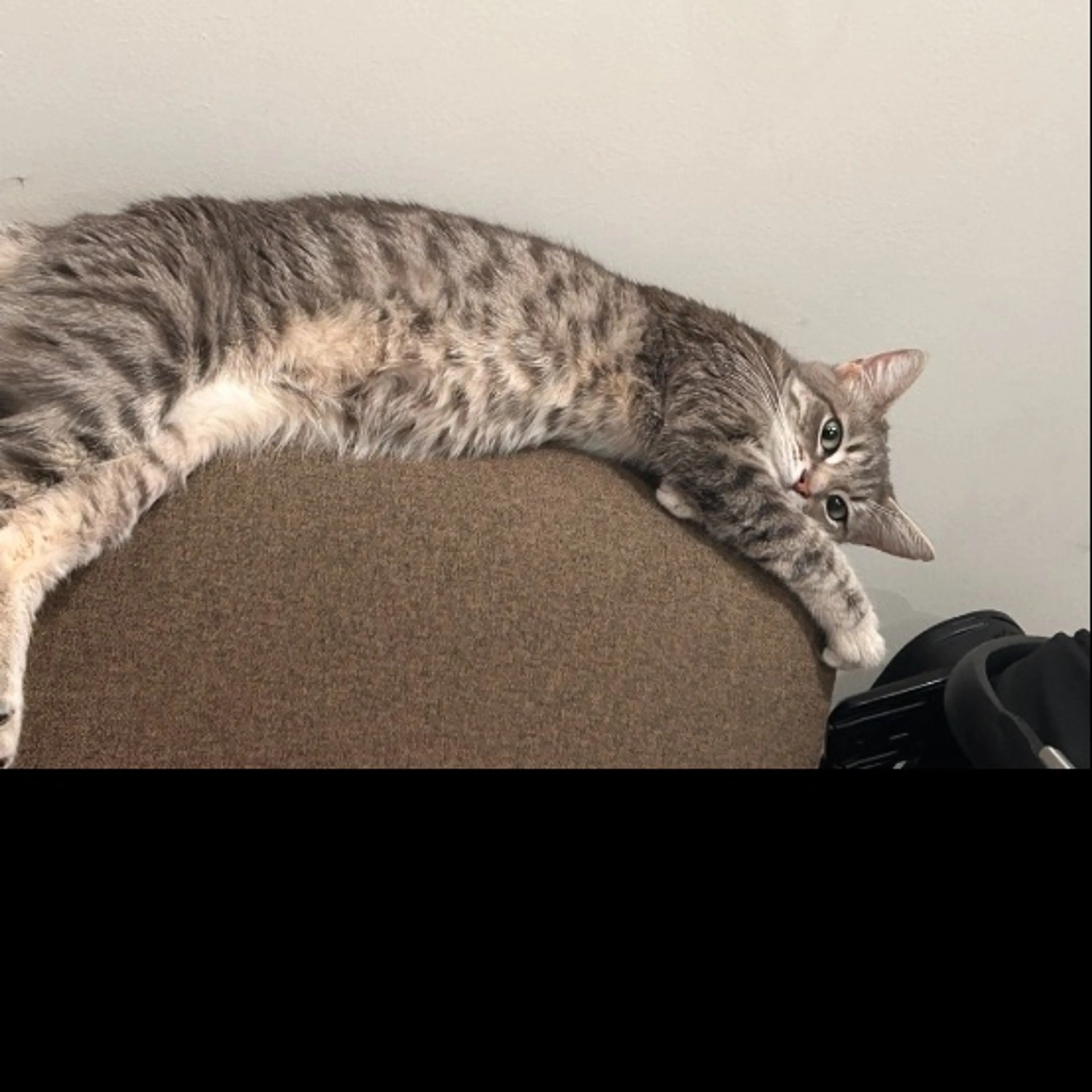 Lost pet-0