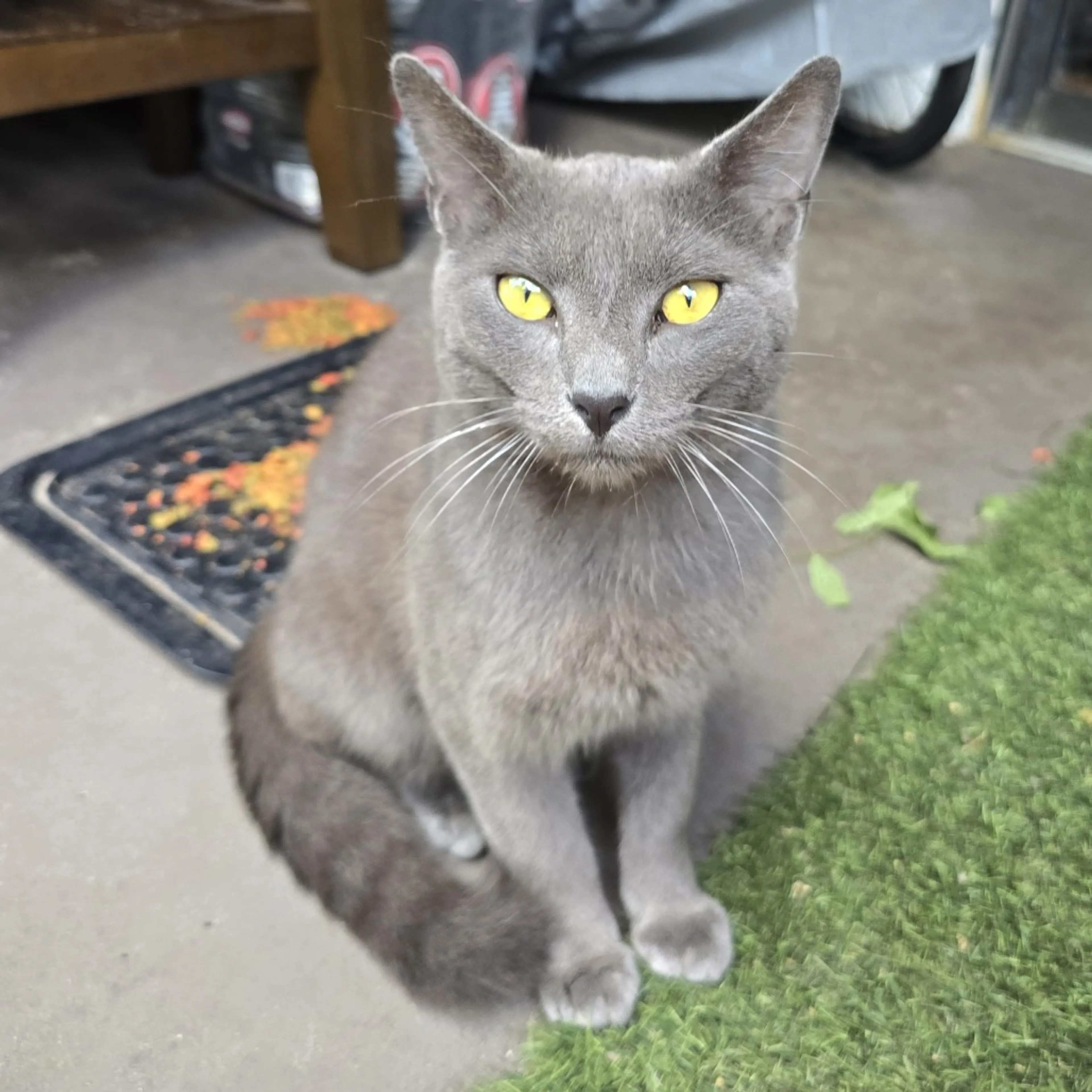 Found pet-0