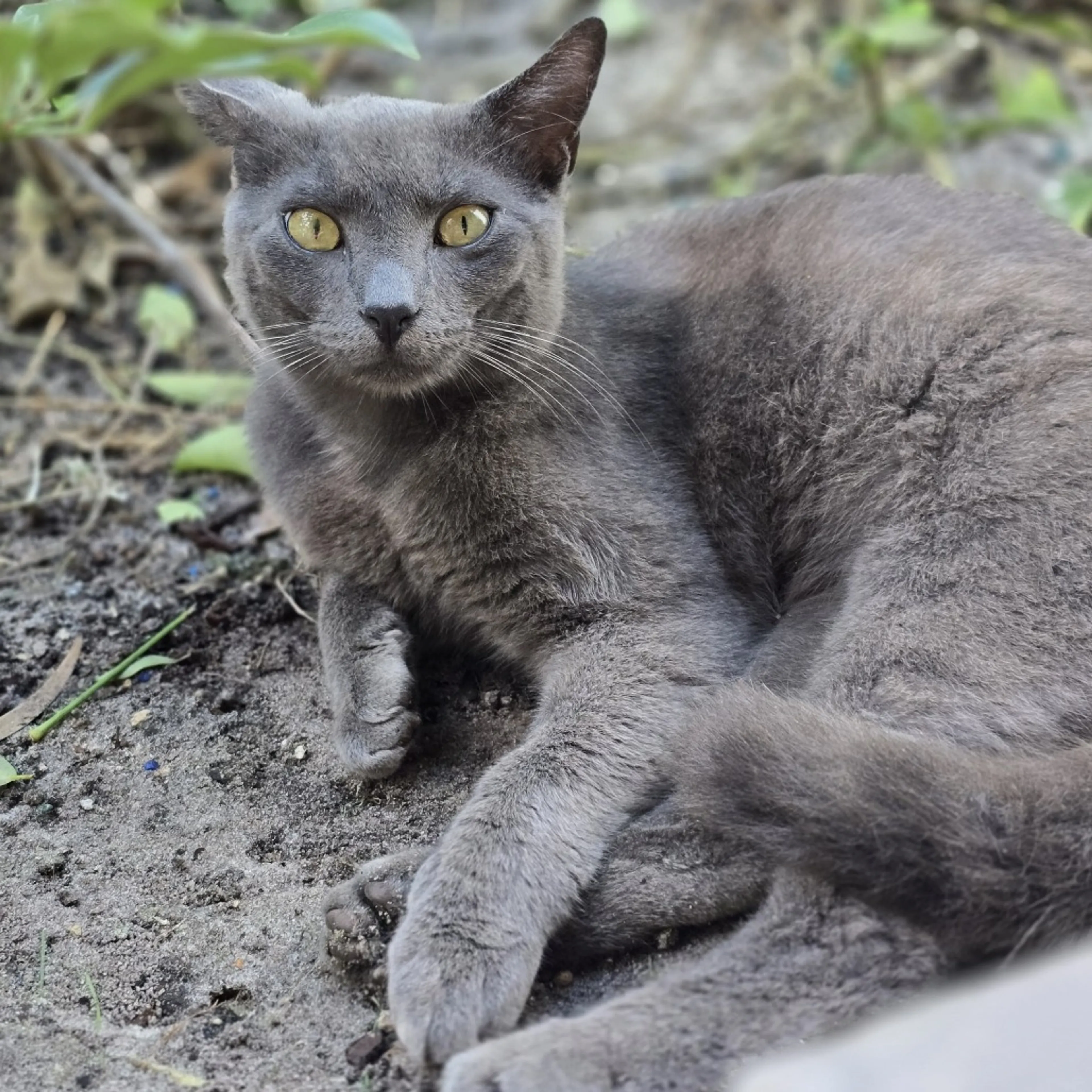Found pet-2