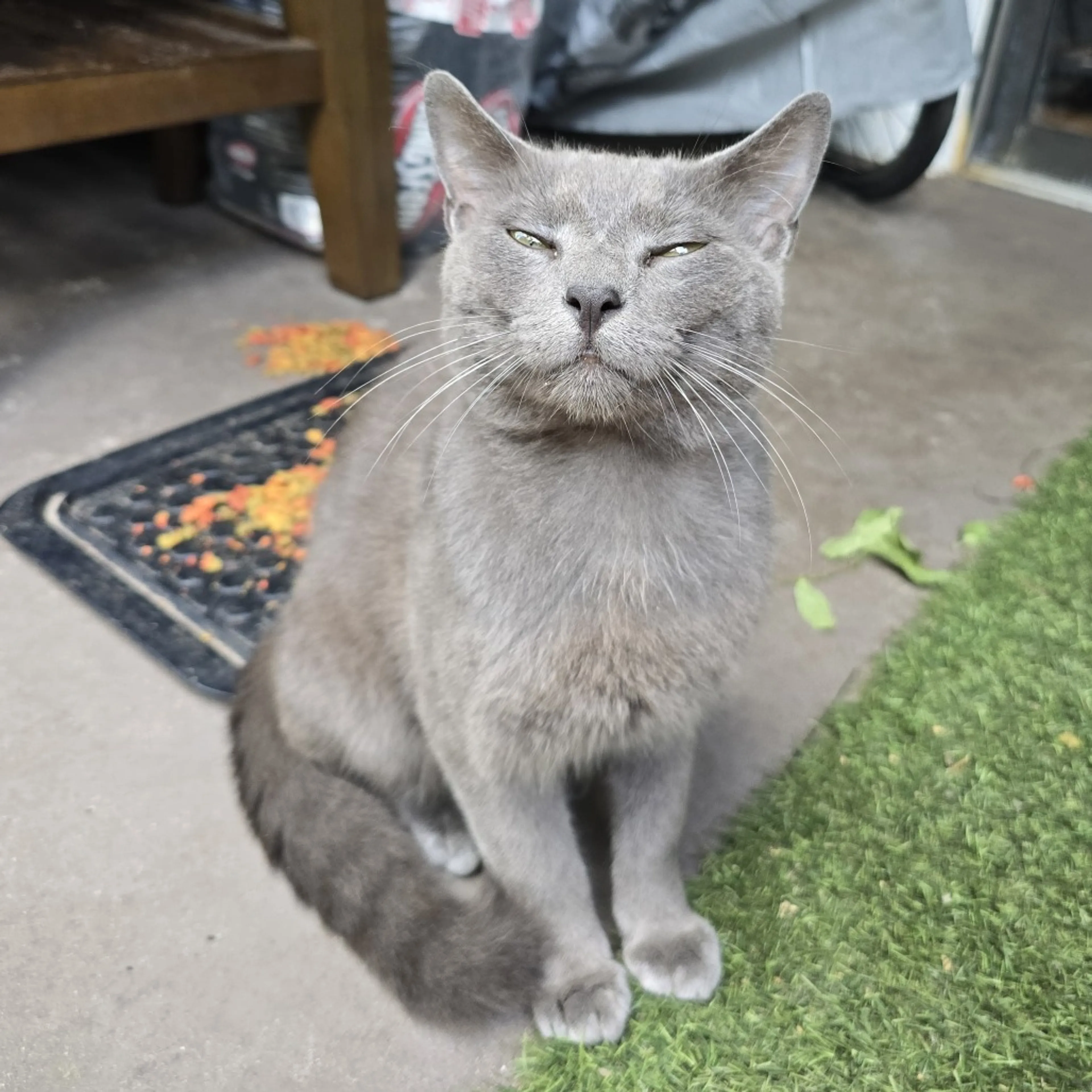 Found pet-1