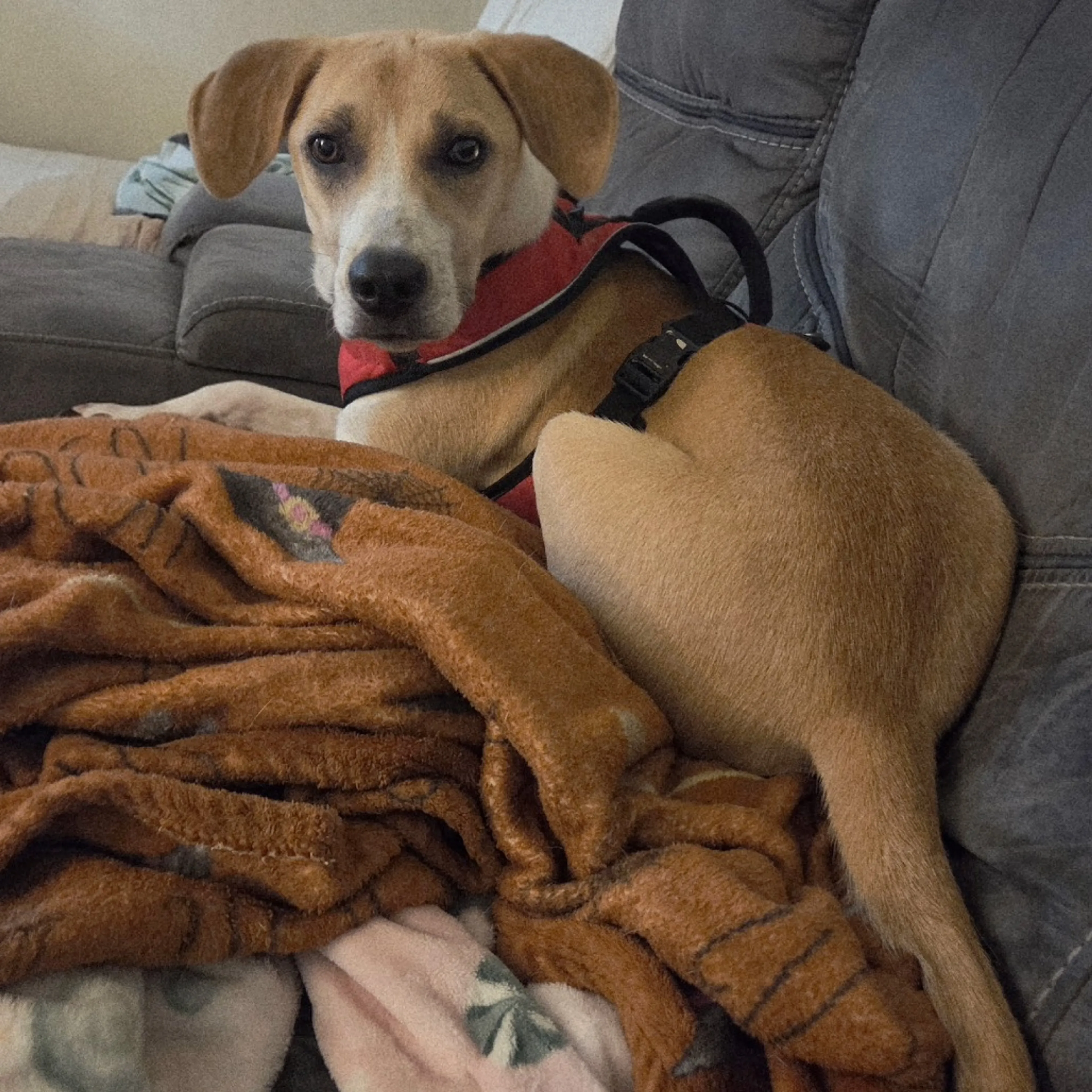Found pet-3