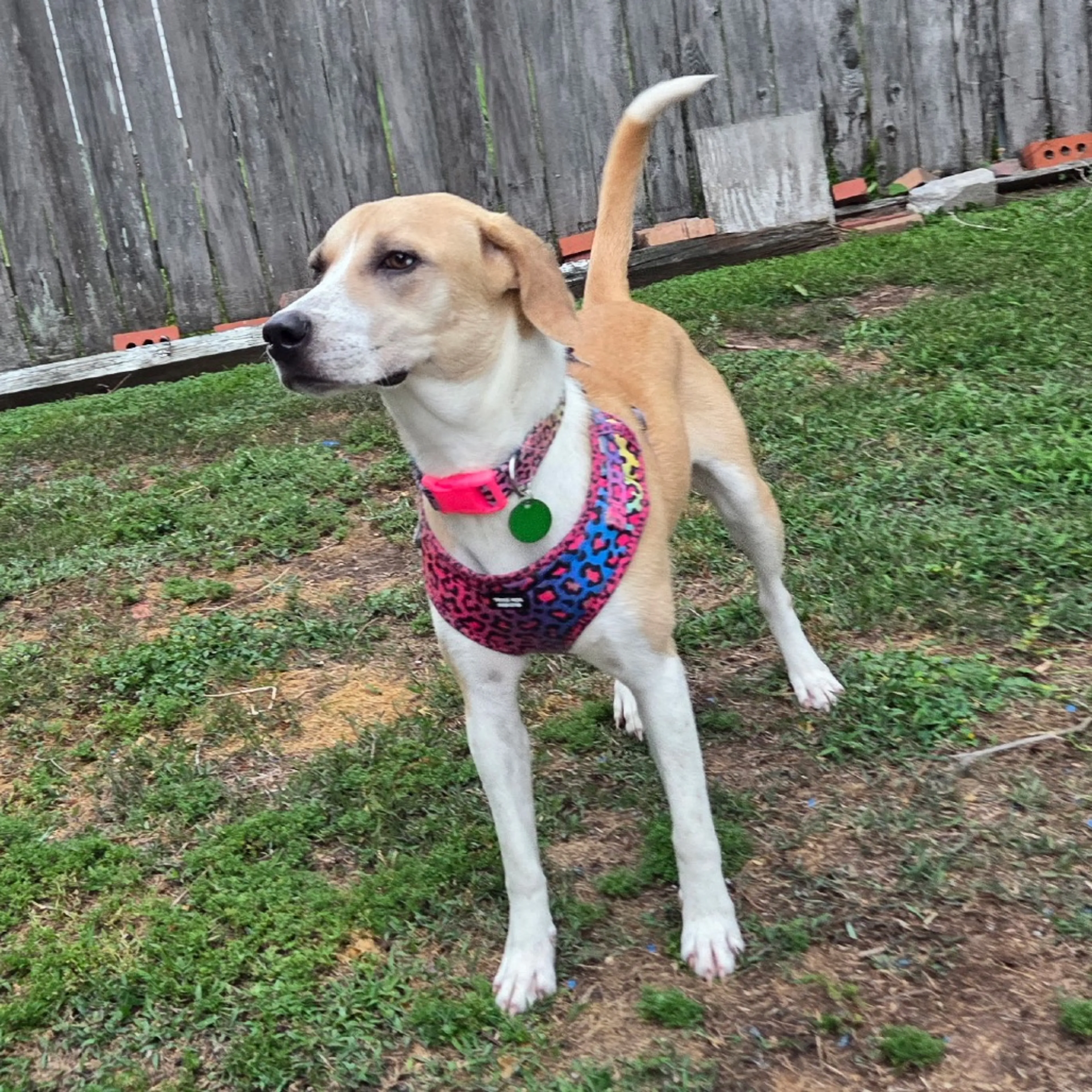 Found pet-2