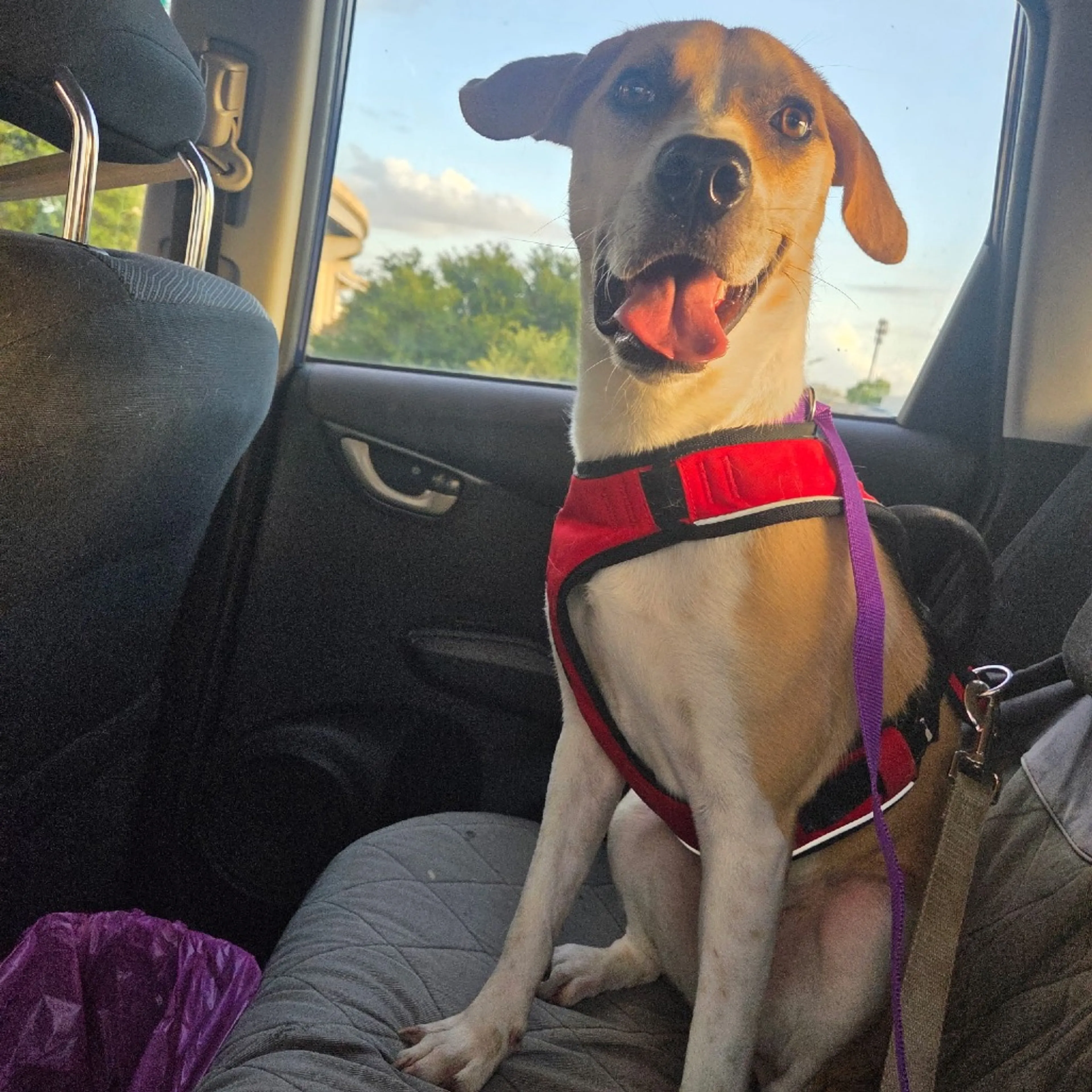Found pet-4