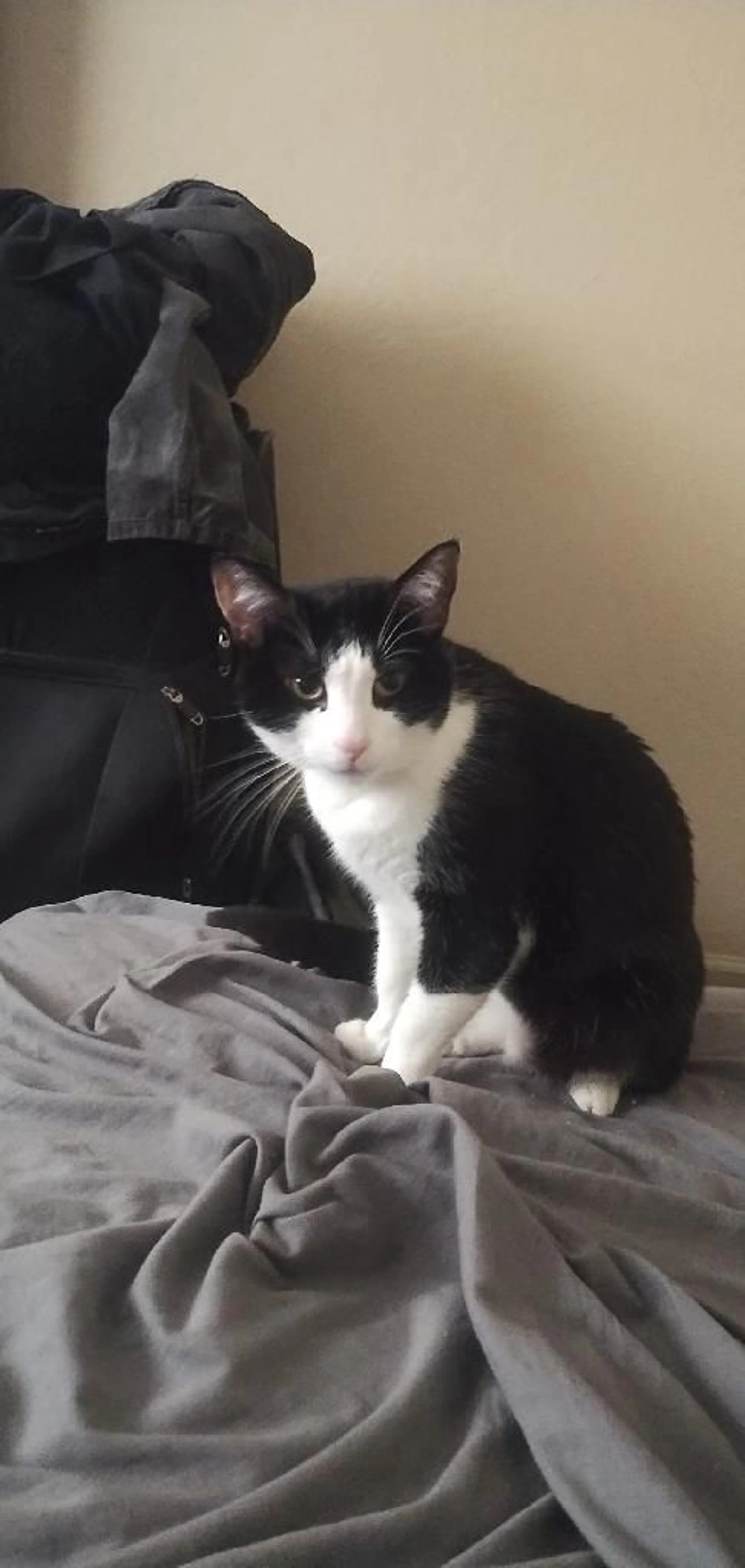 Lost pet-1
