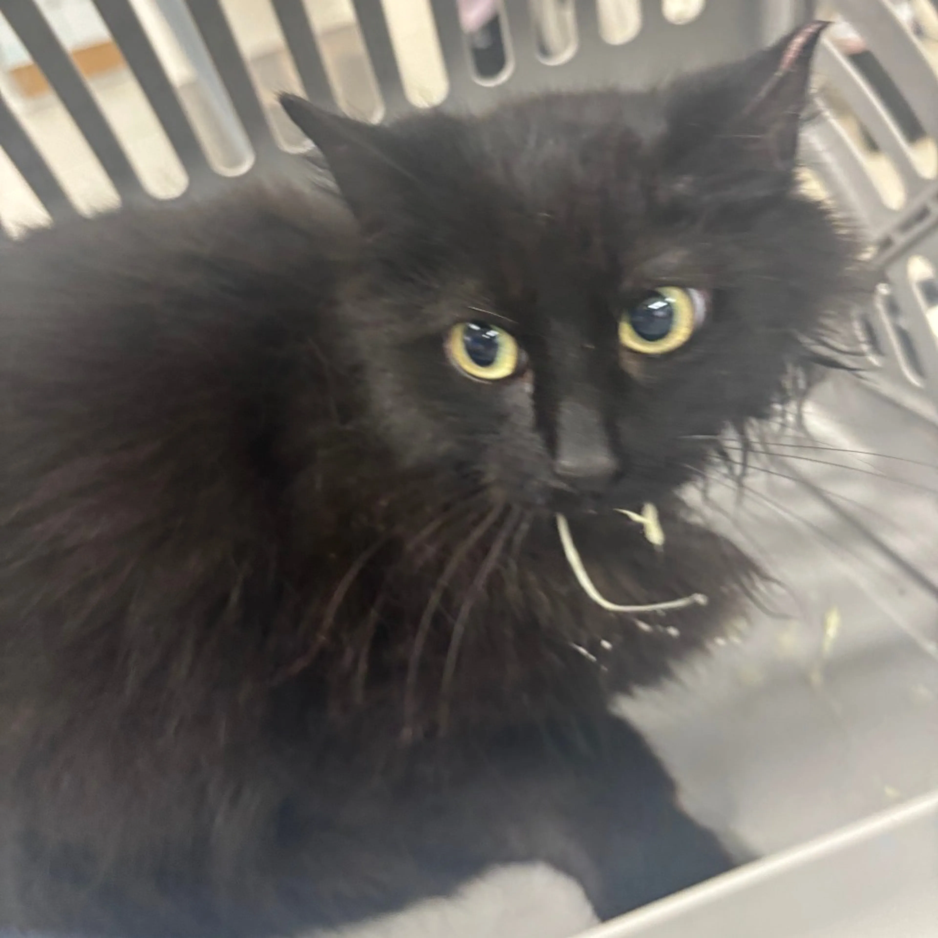 Found pet