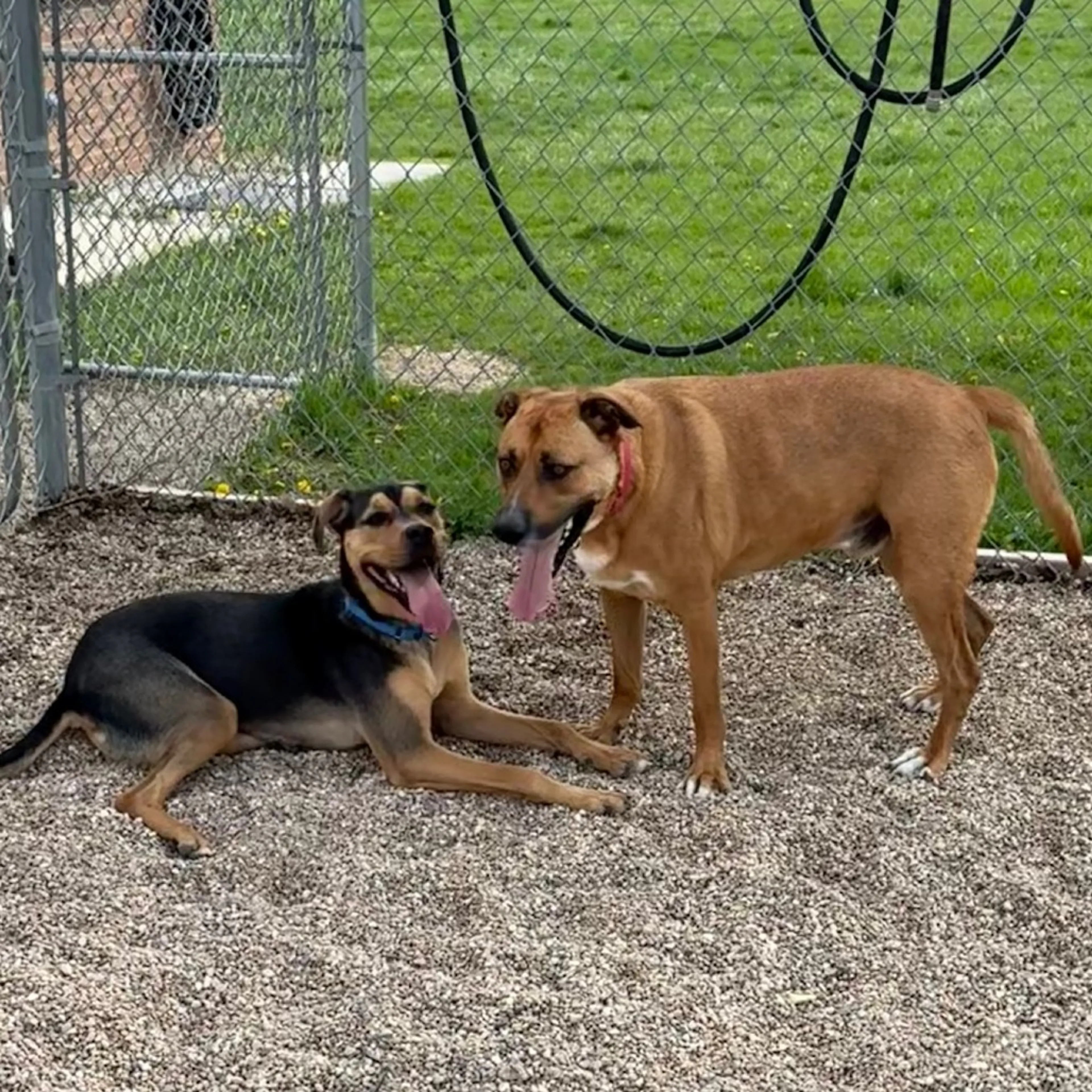 Found pet-11