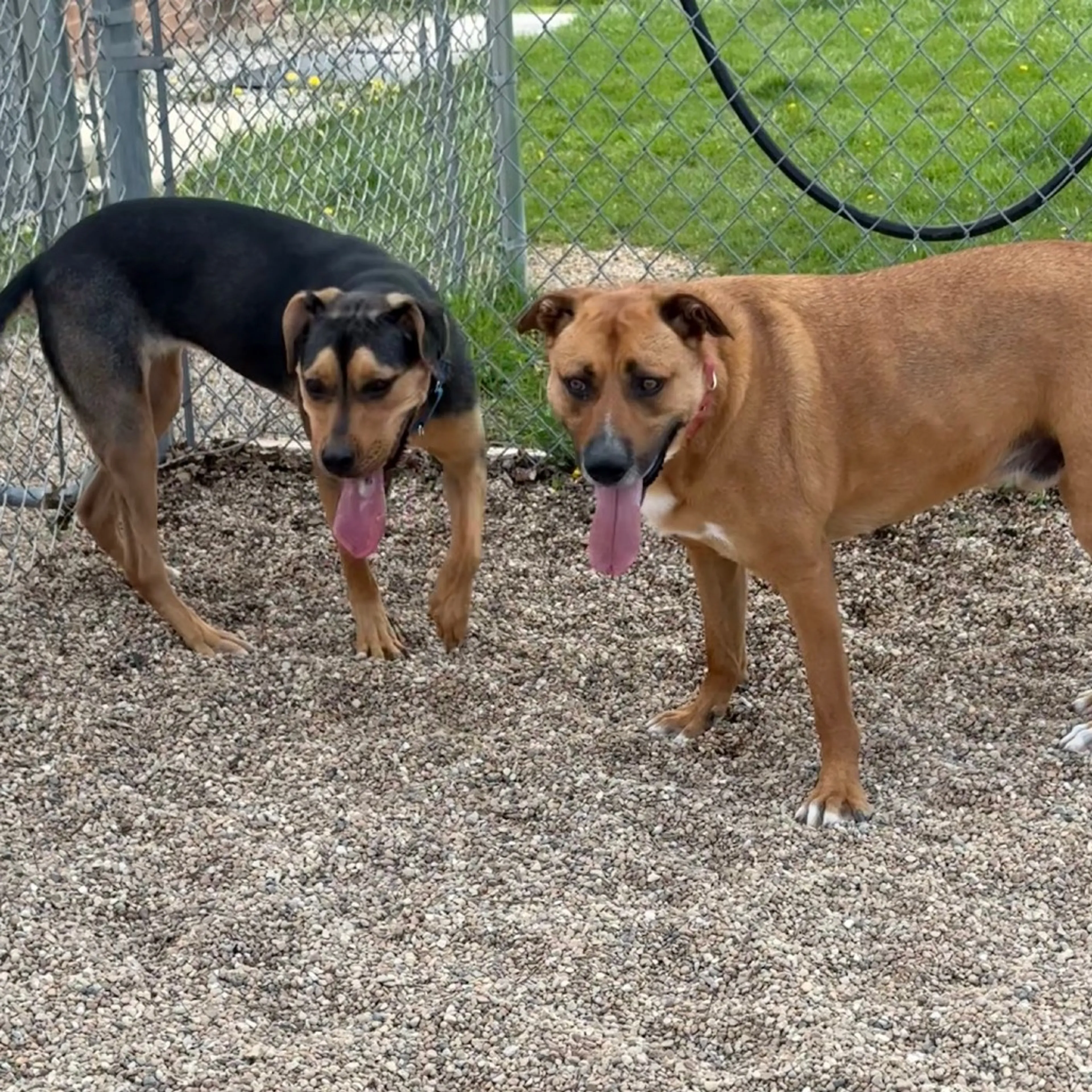 Found pet-10