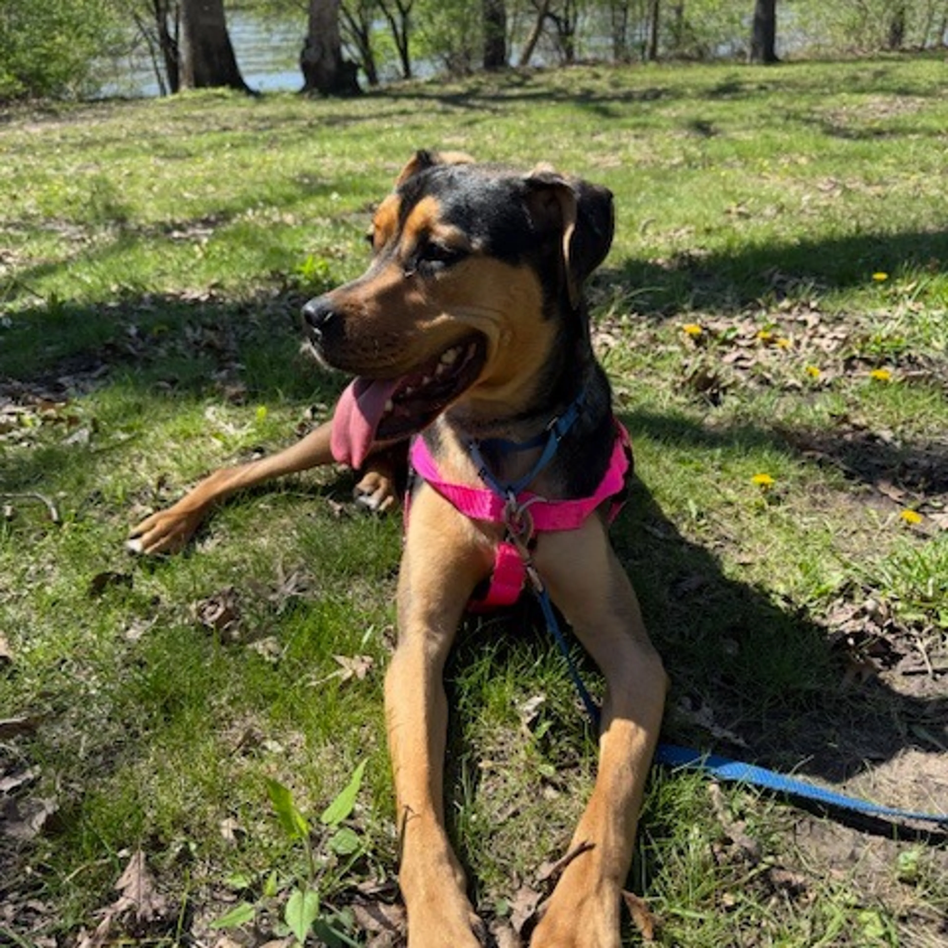 Found pet-7