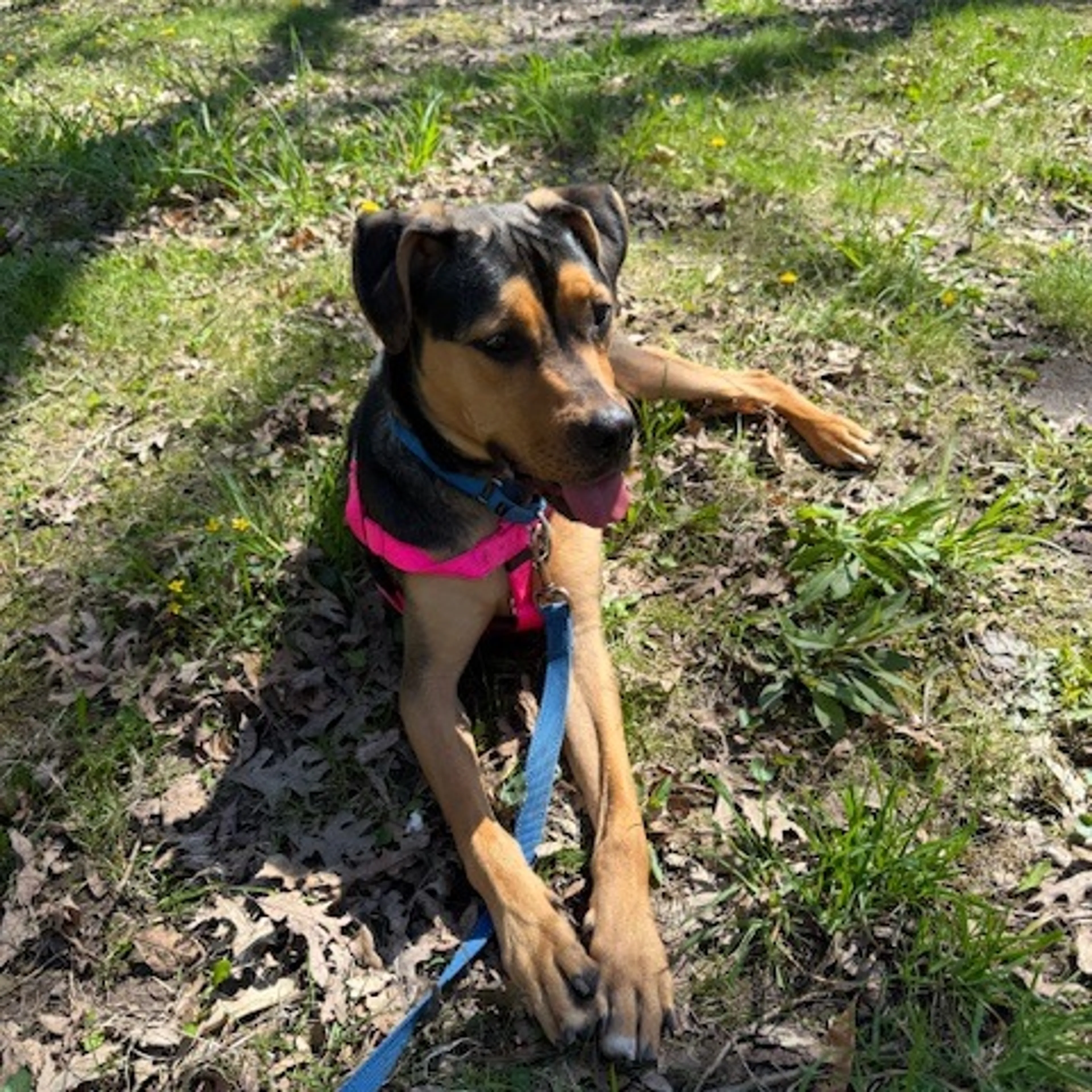 Found pet-8