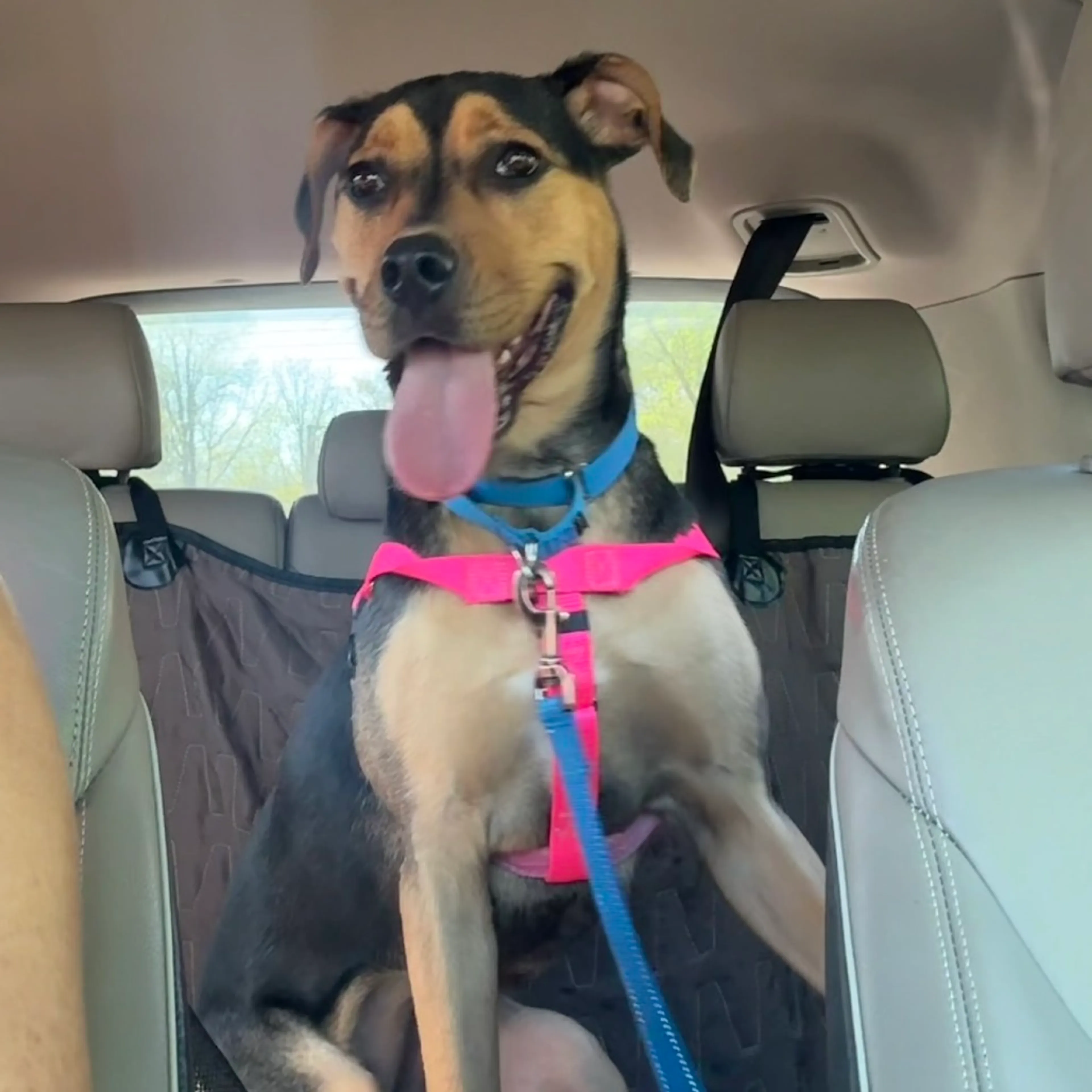 Found pet-6