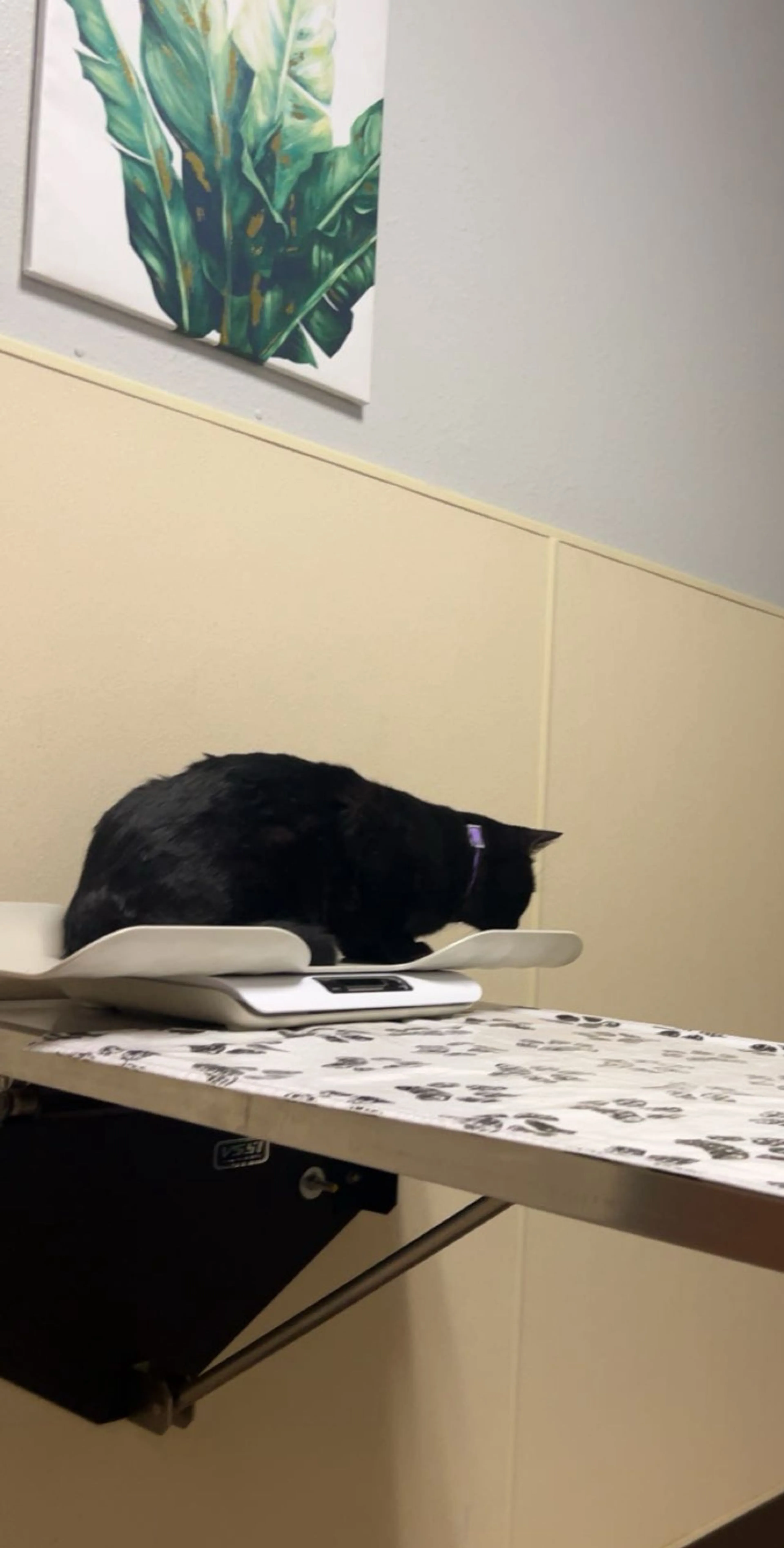 Lost pet-1