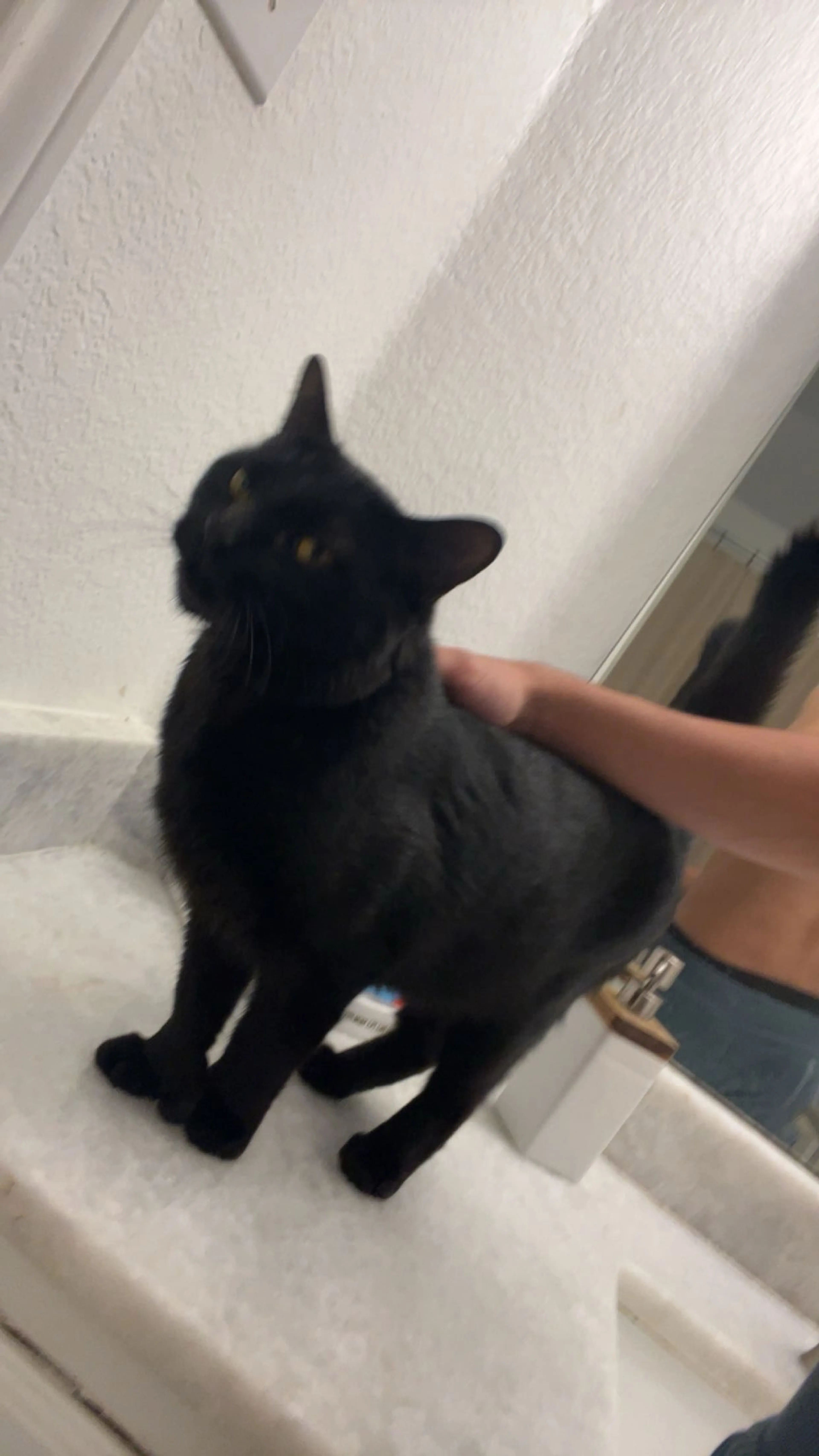 Lost pet-0