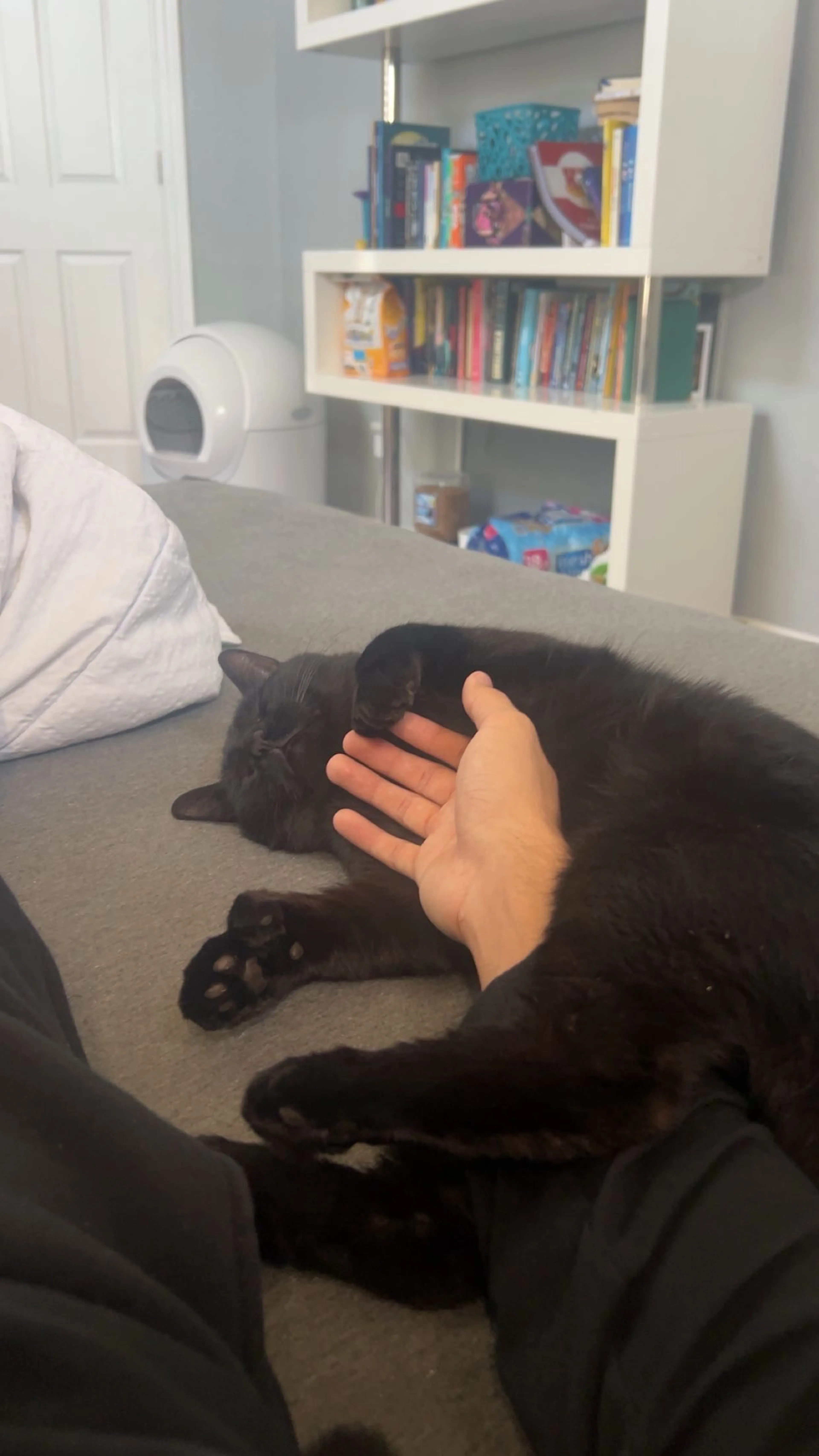 Lost pet-2