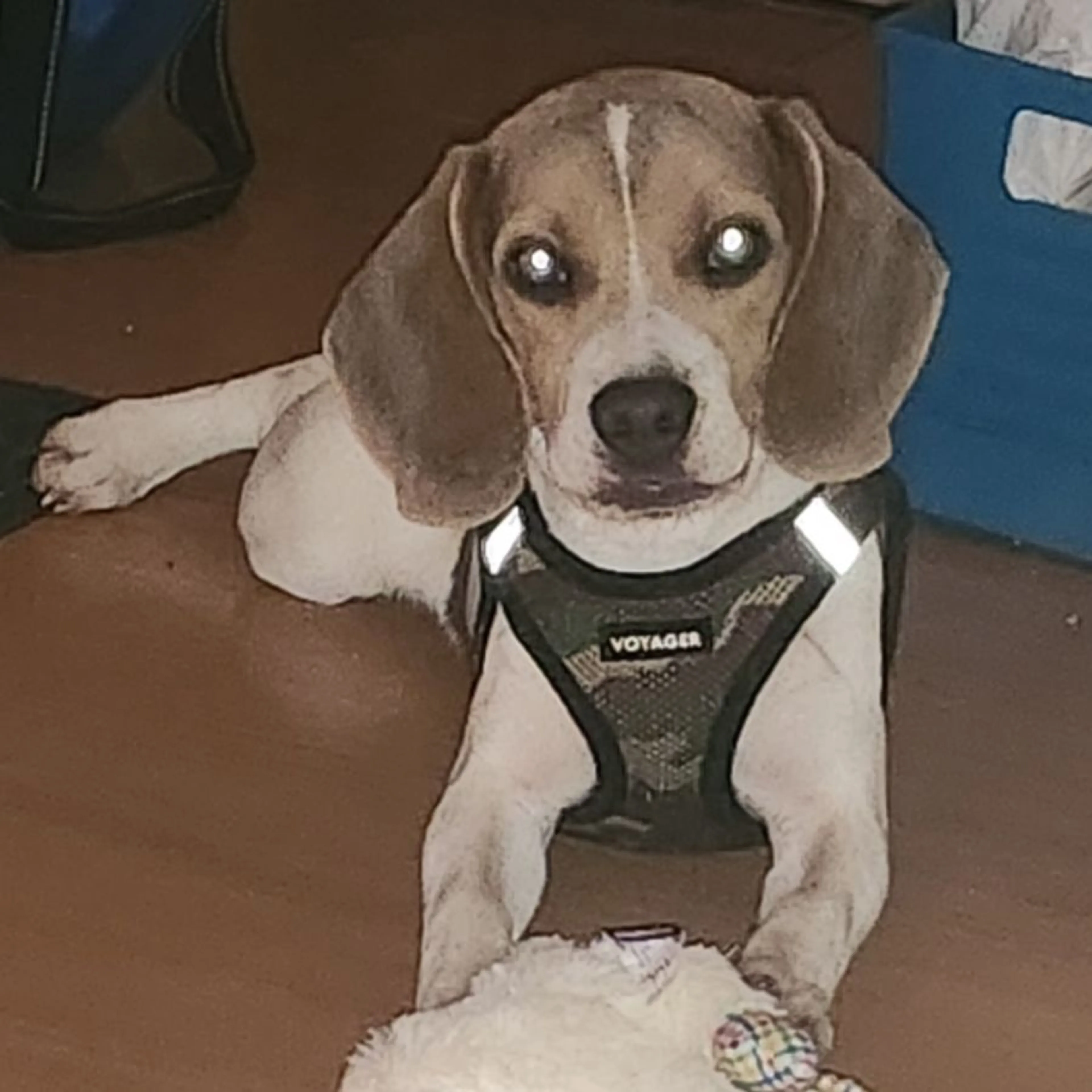 Lost pet