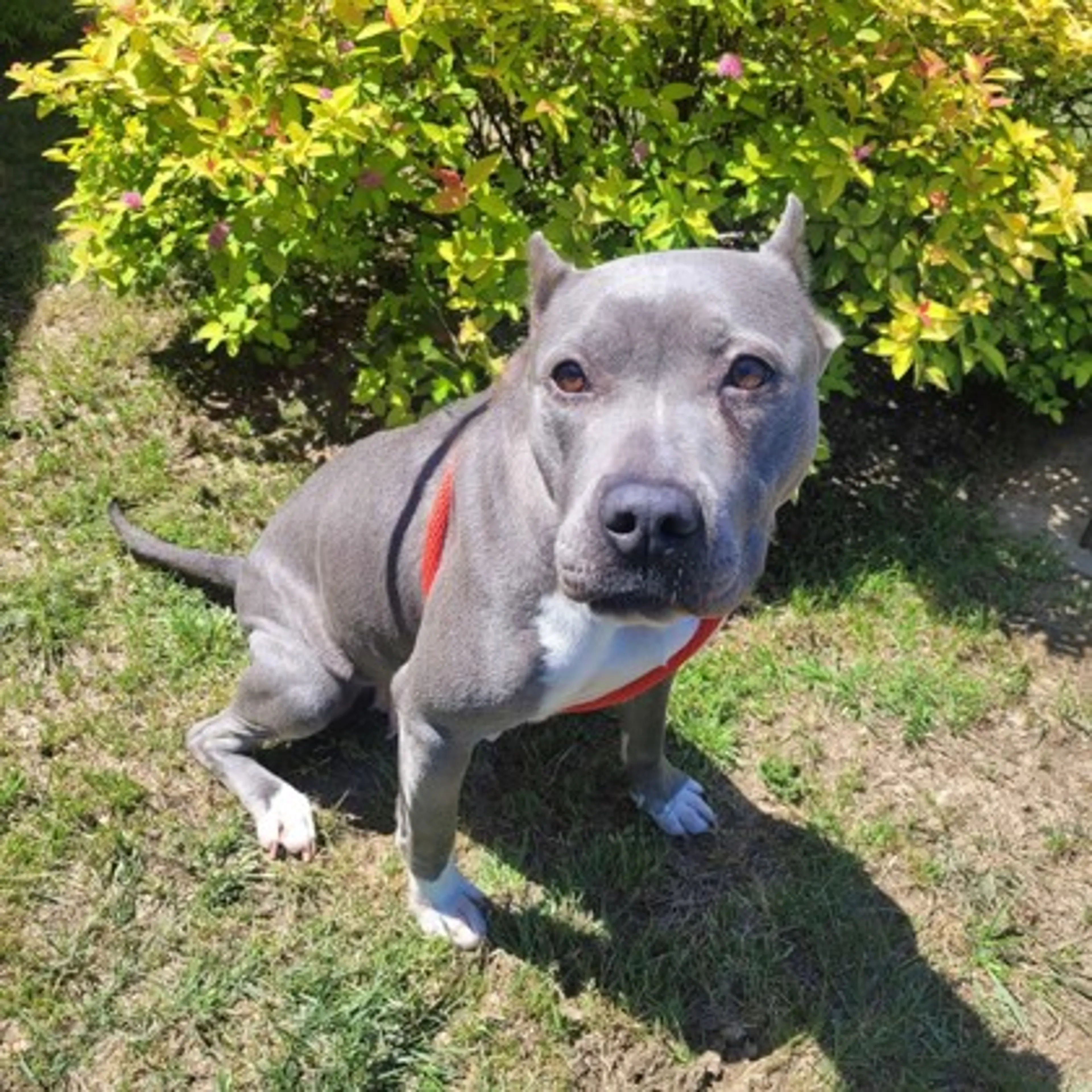 Found pet-2