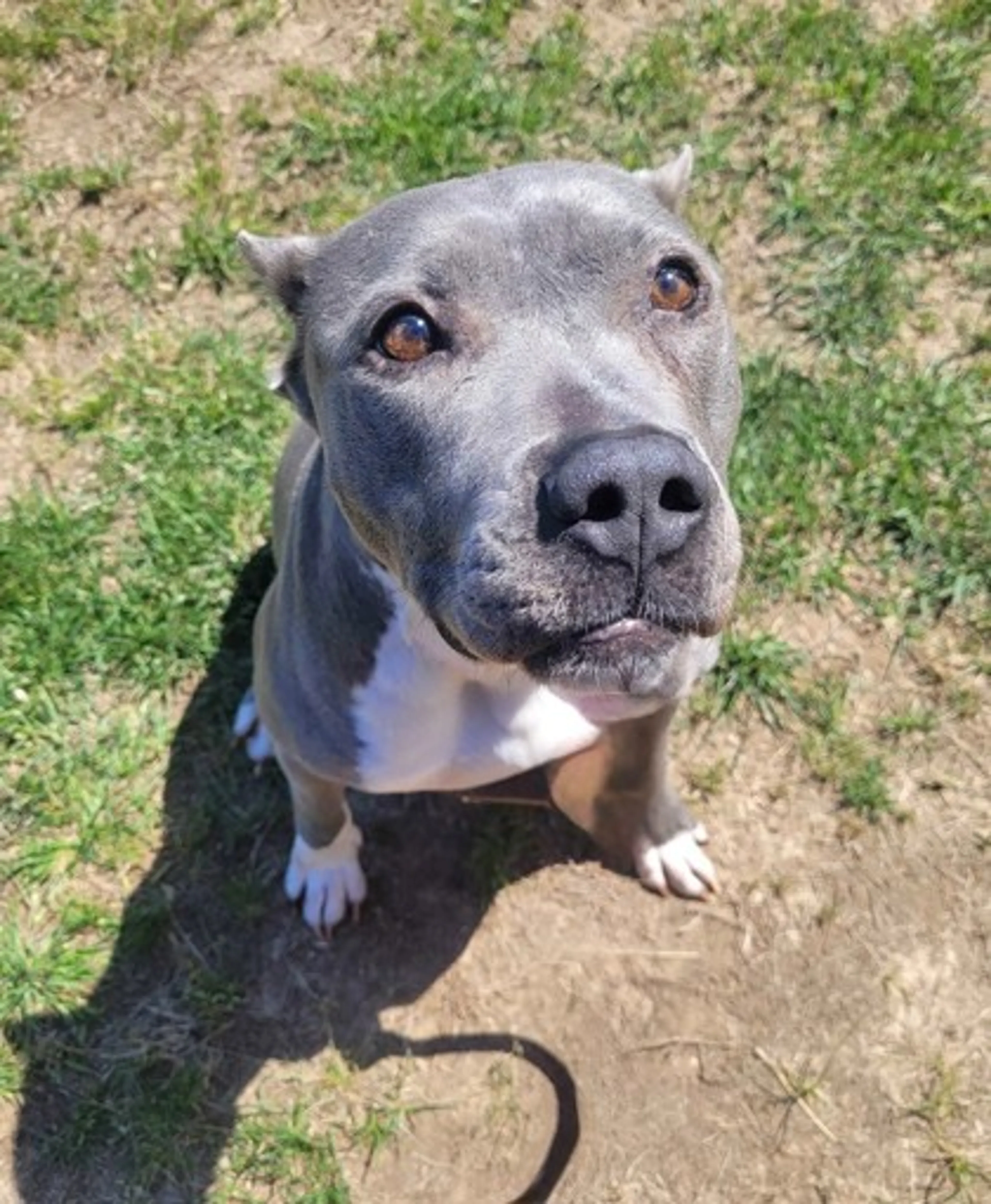 Found pet-1
