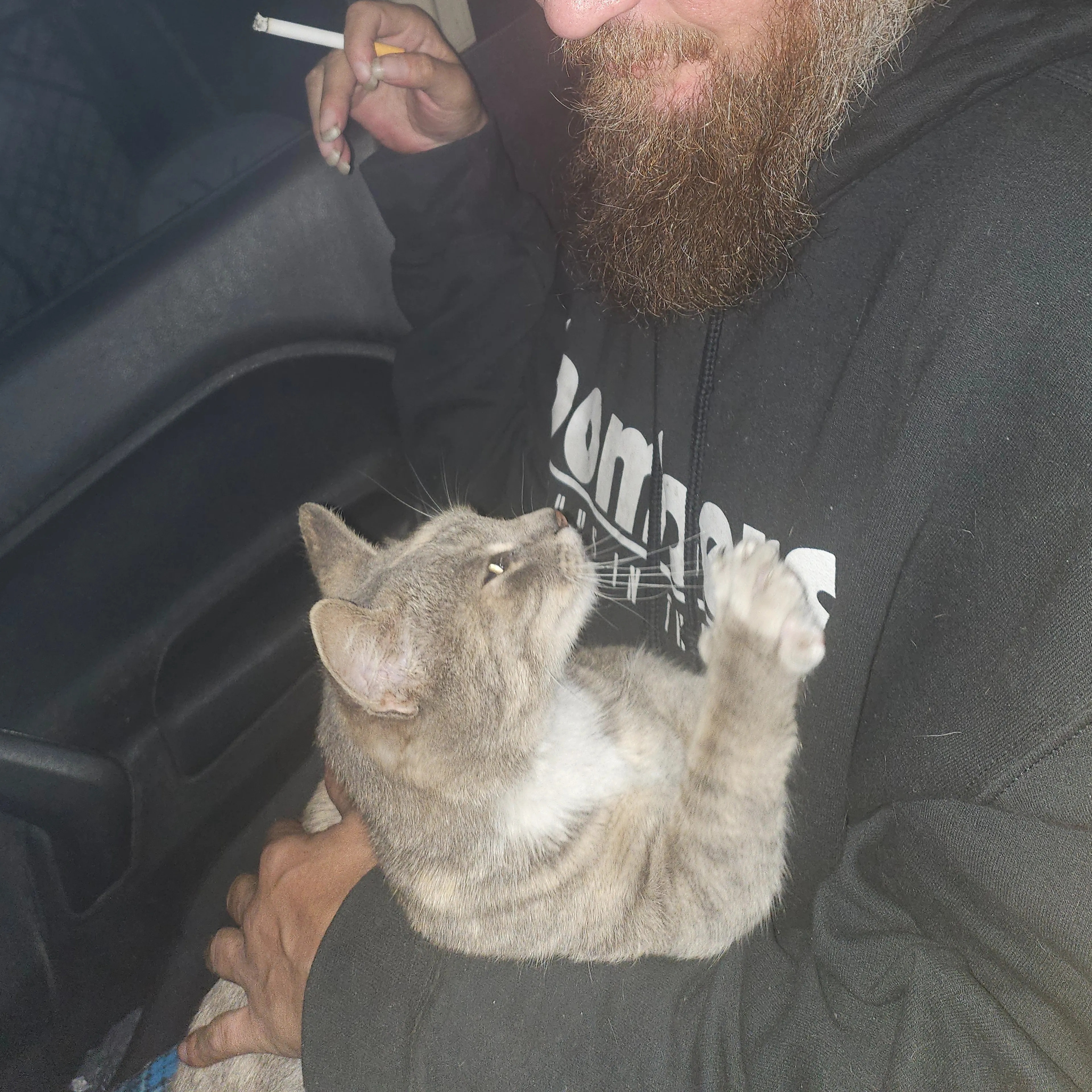 Lost pet-2