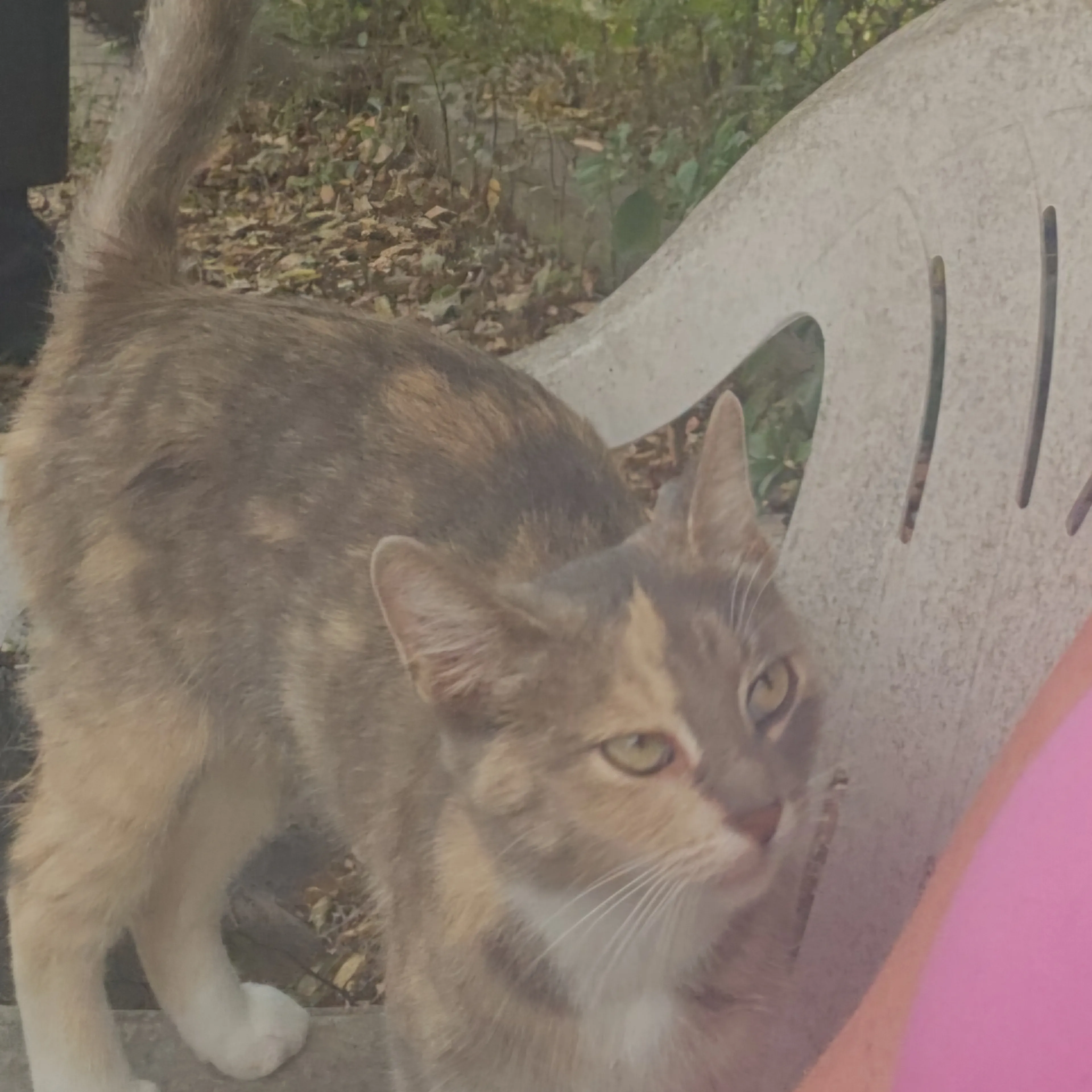 Lost pet-1
