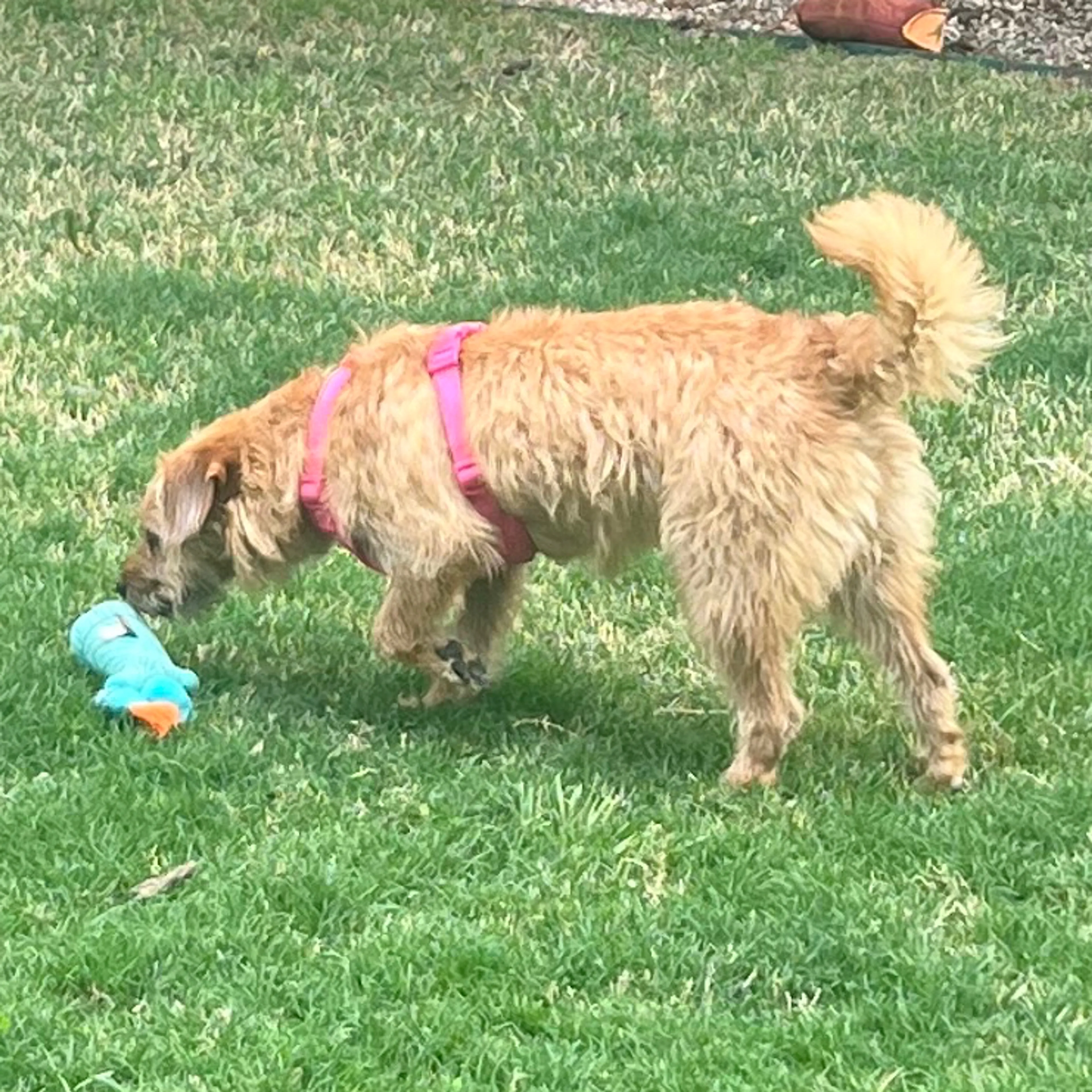 Found pet-1