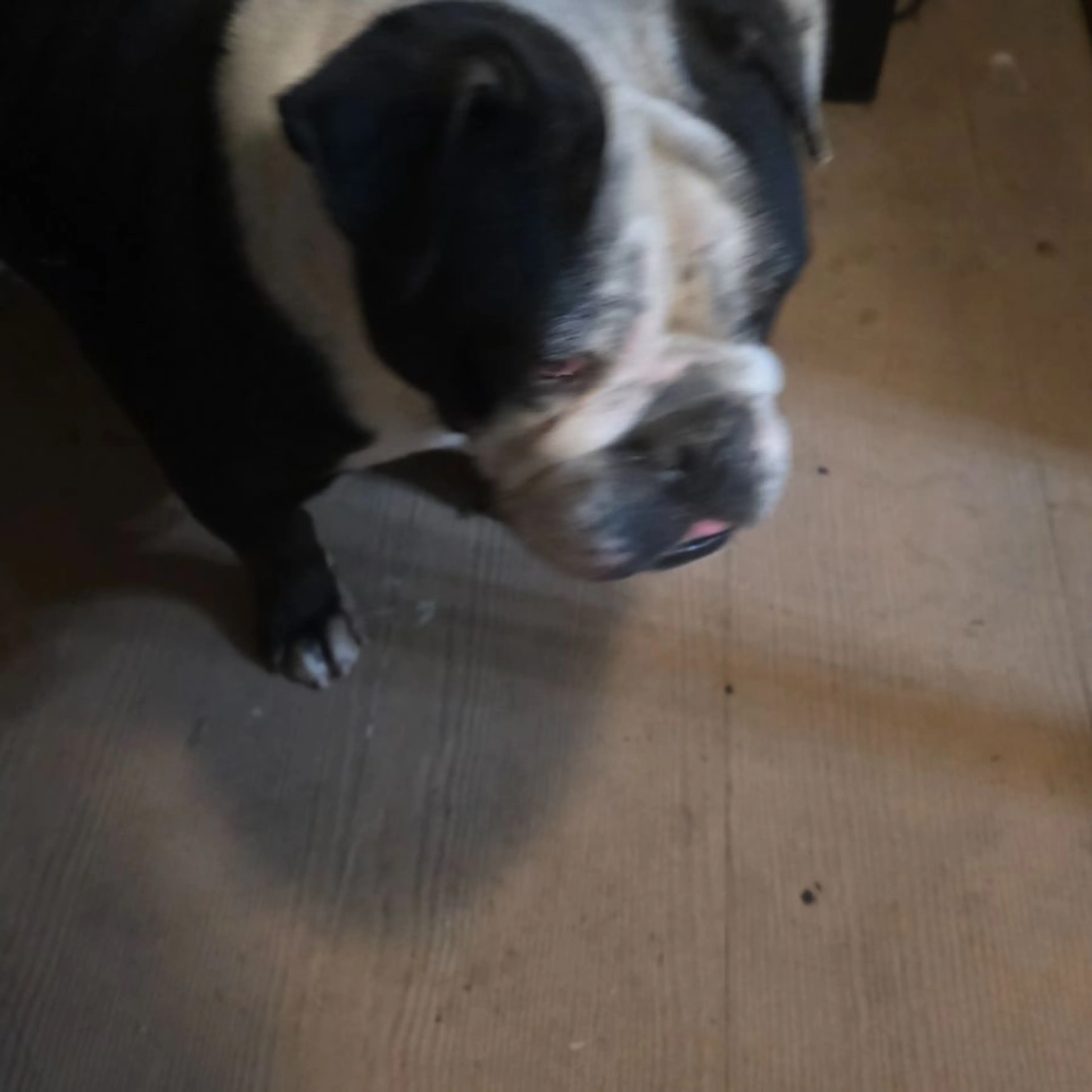 Found pet
