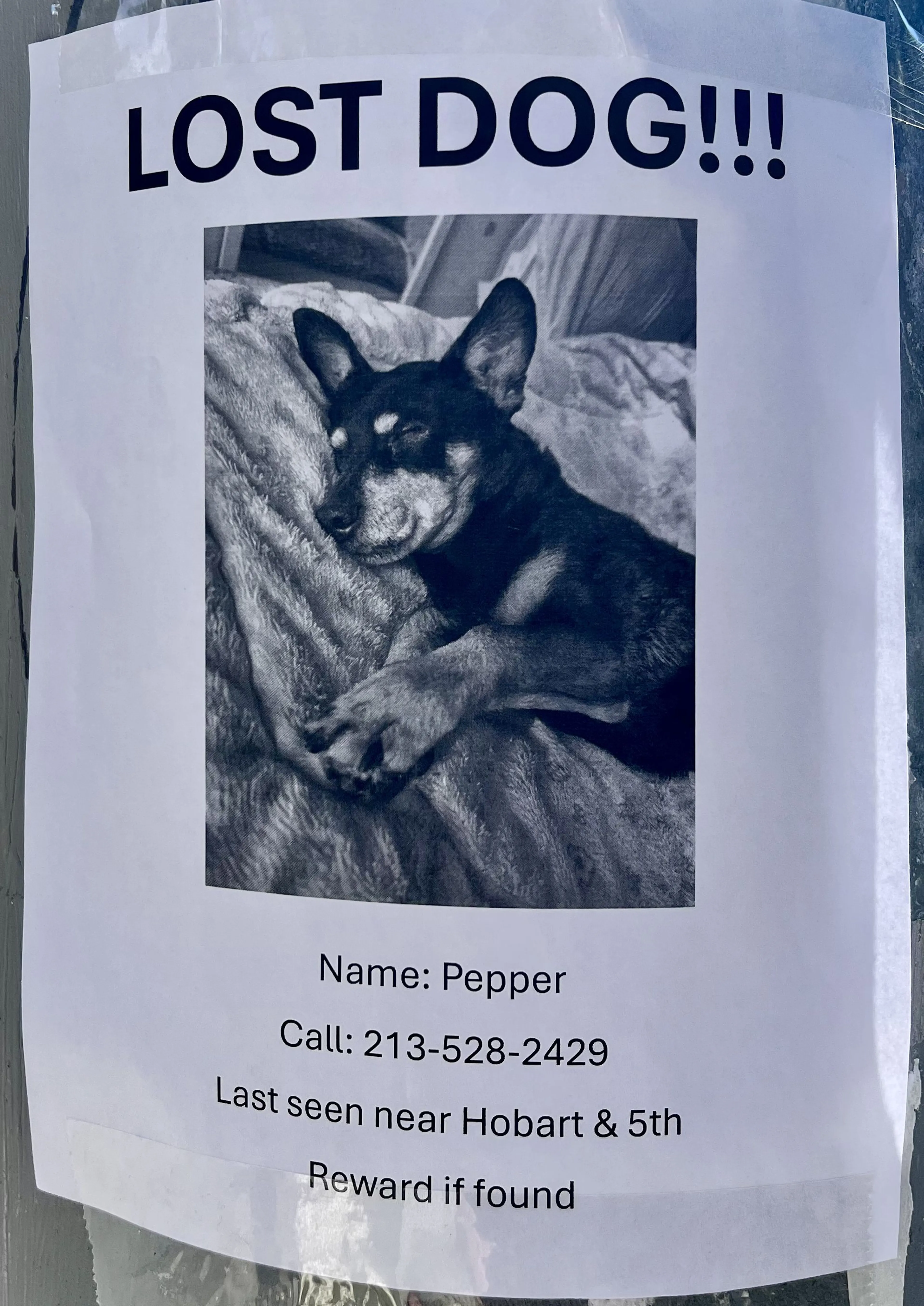 Lost pet