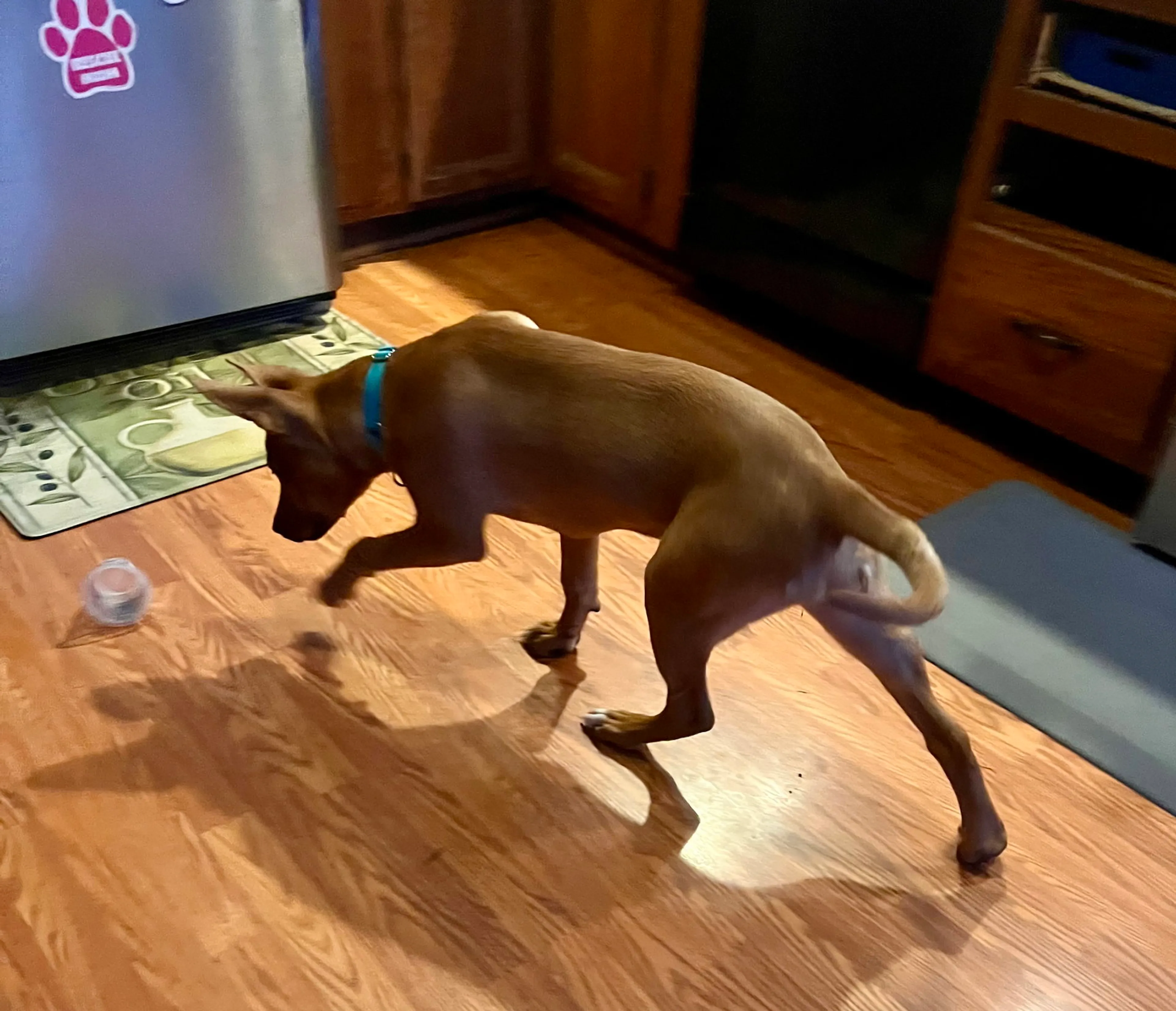 Found pet-10