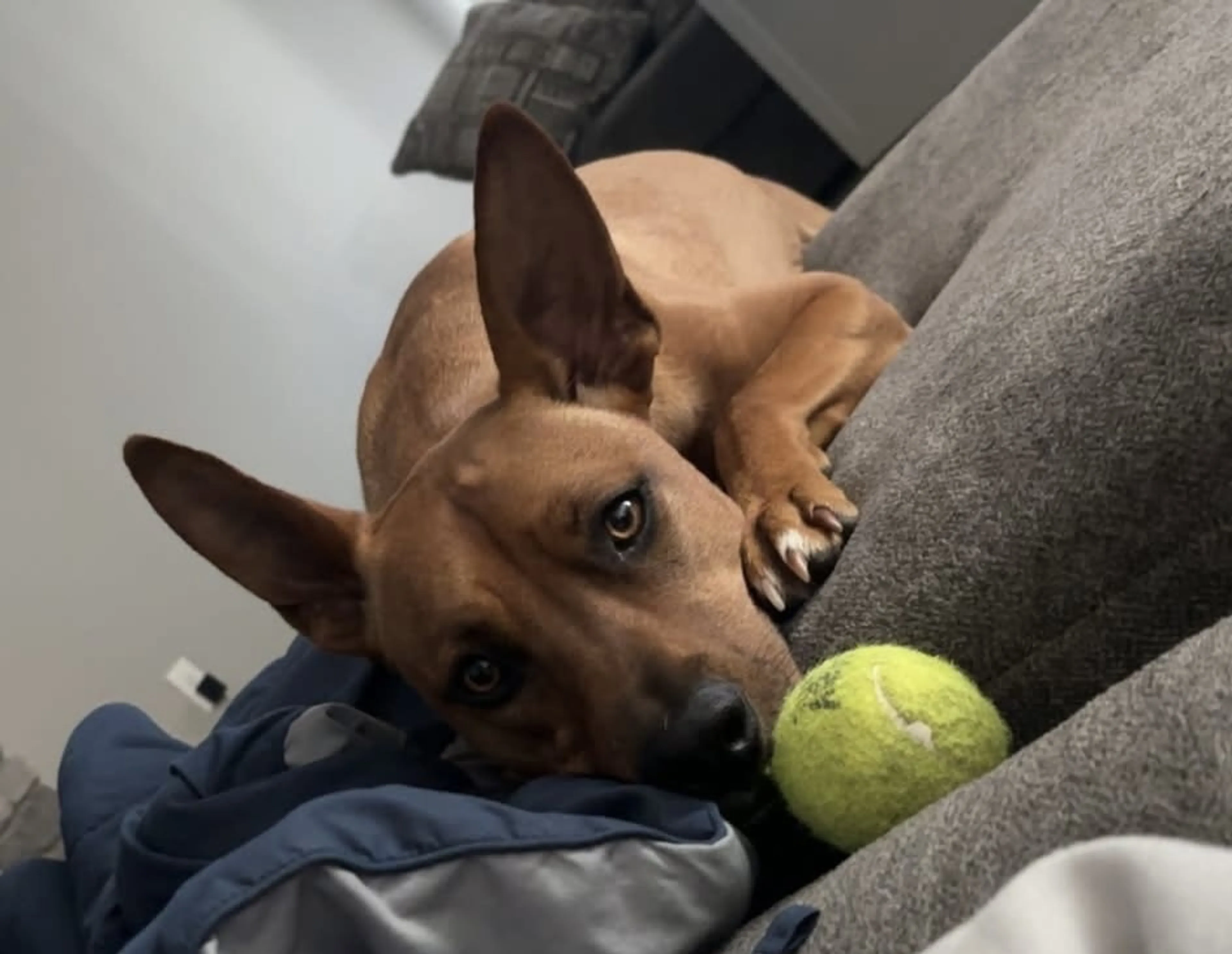 Found pet-2