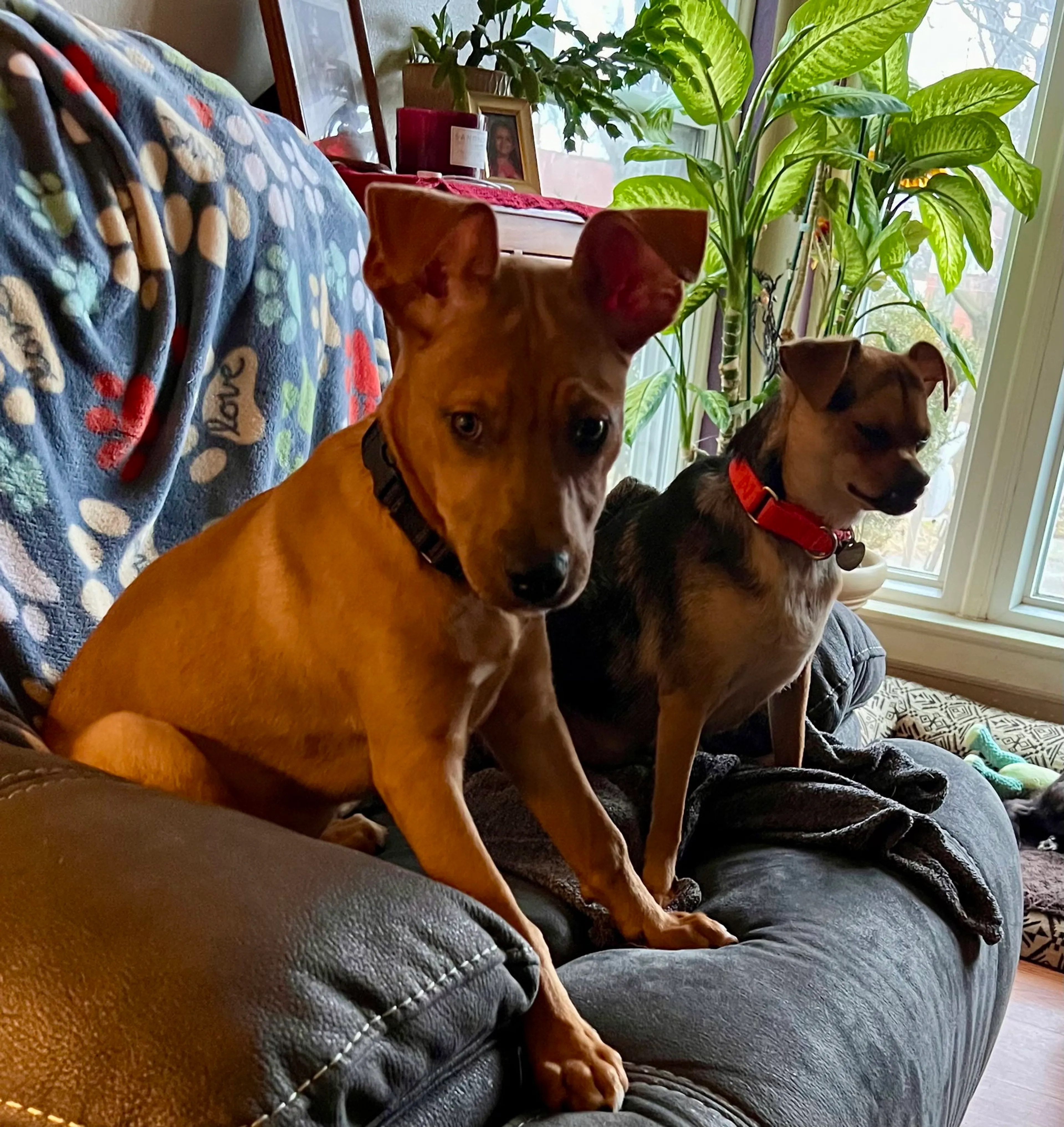 Found pet-6